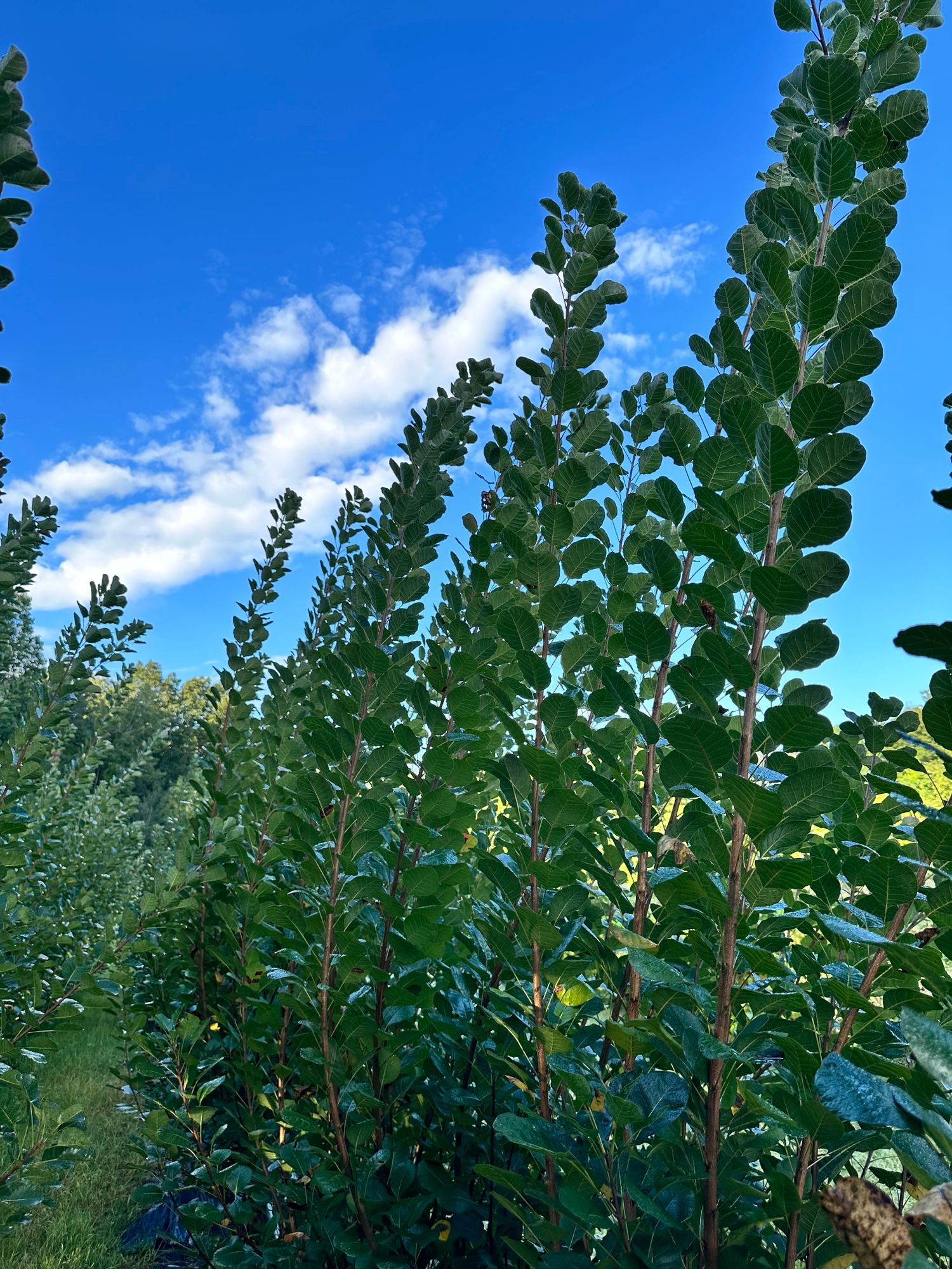 COTINUS coggygria