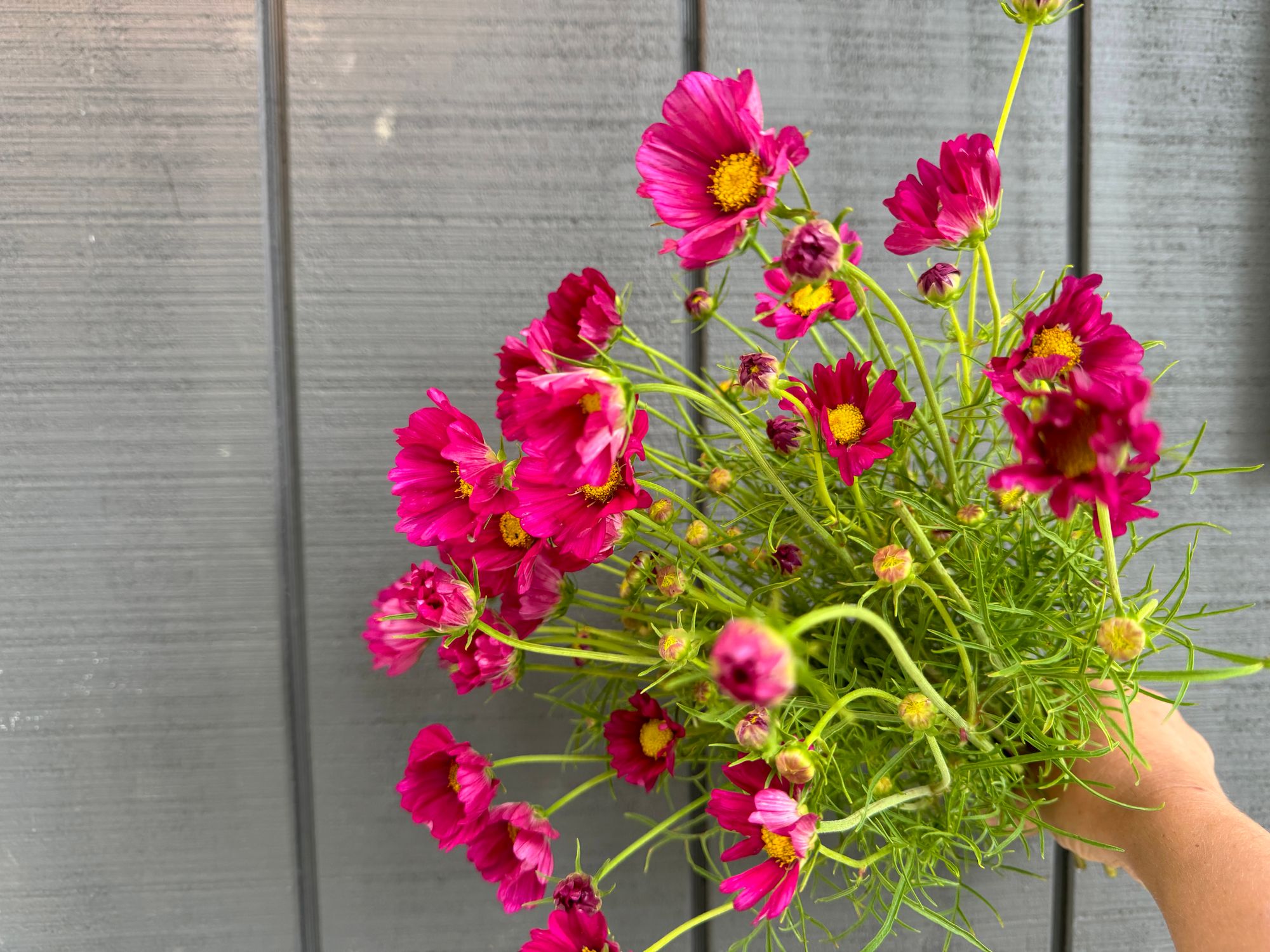 COSMOS bipinnatus Xensia
