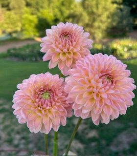 DAHLIA