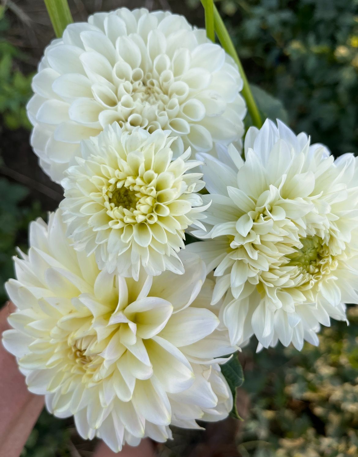 DAHLIA