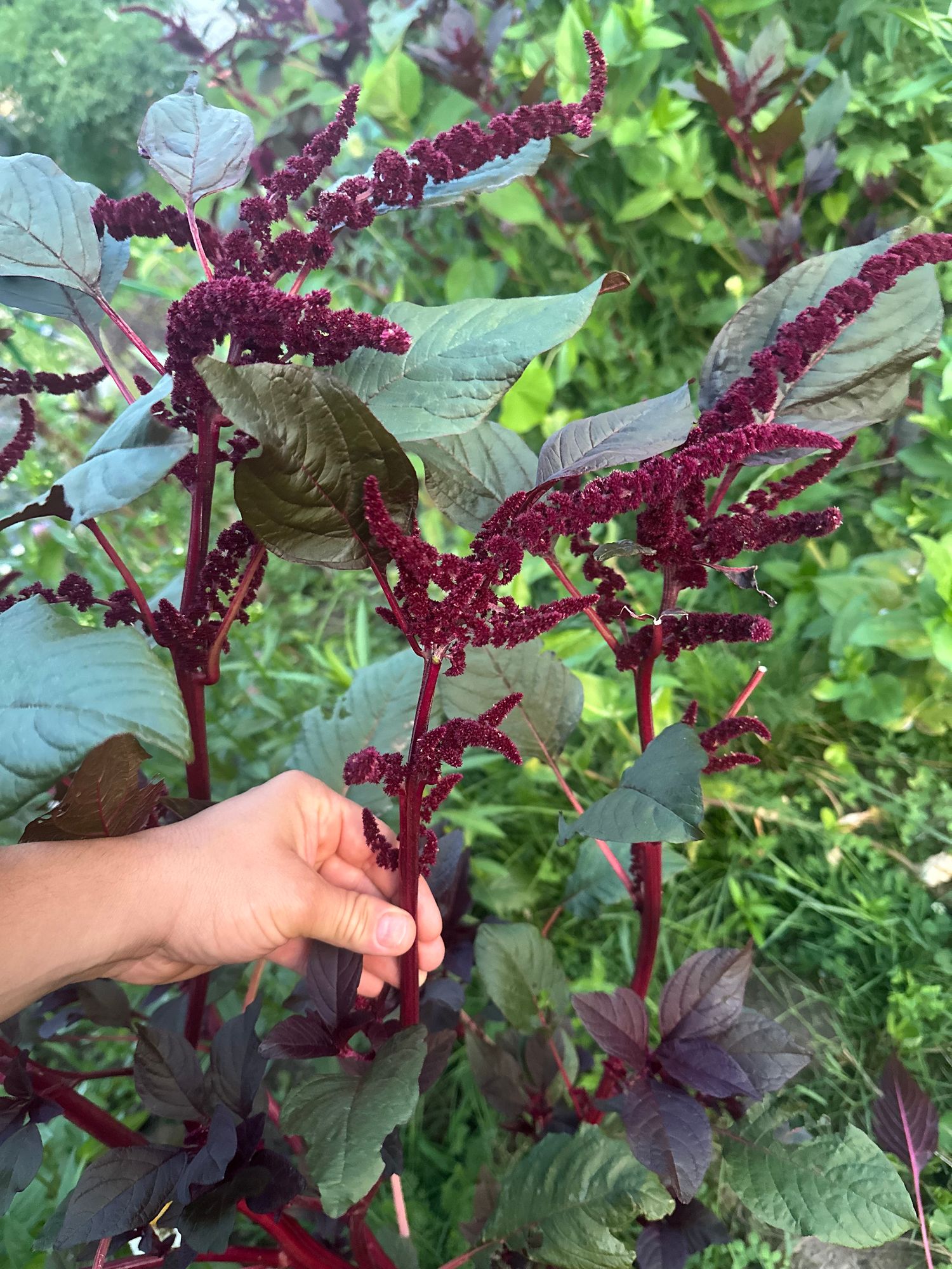AMARANTHUS cruentus Hopi Red Dye