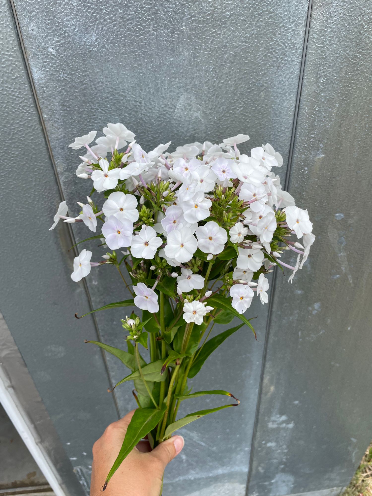 PHLOX paniculata