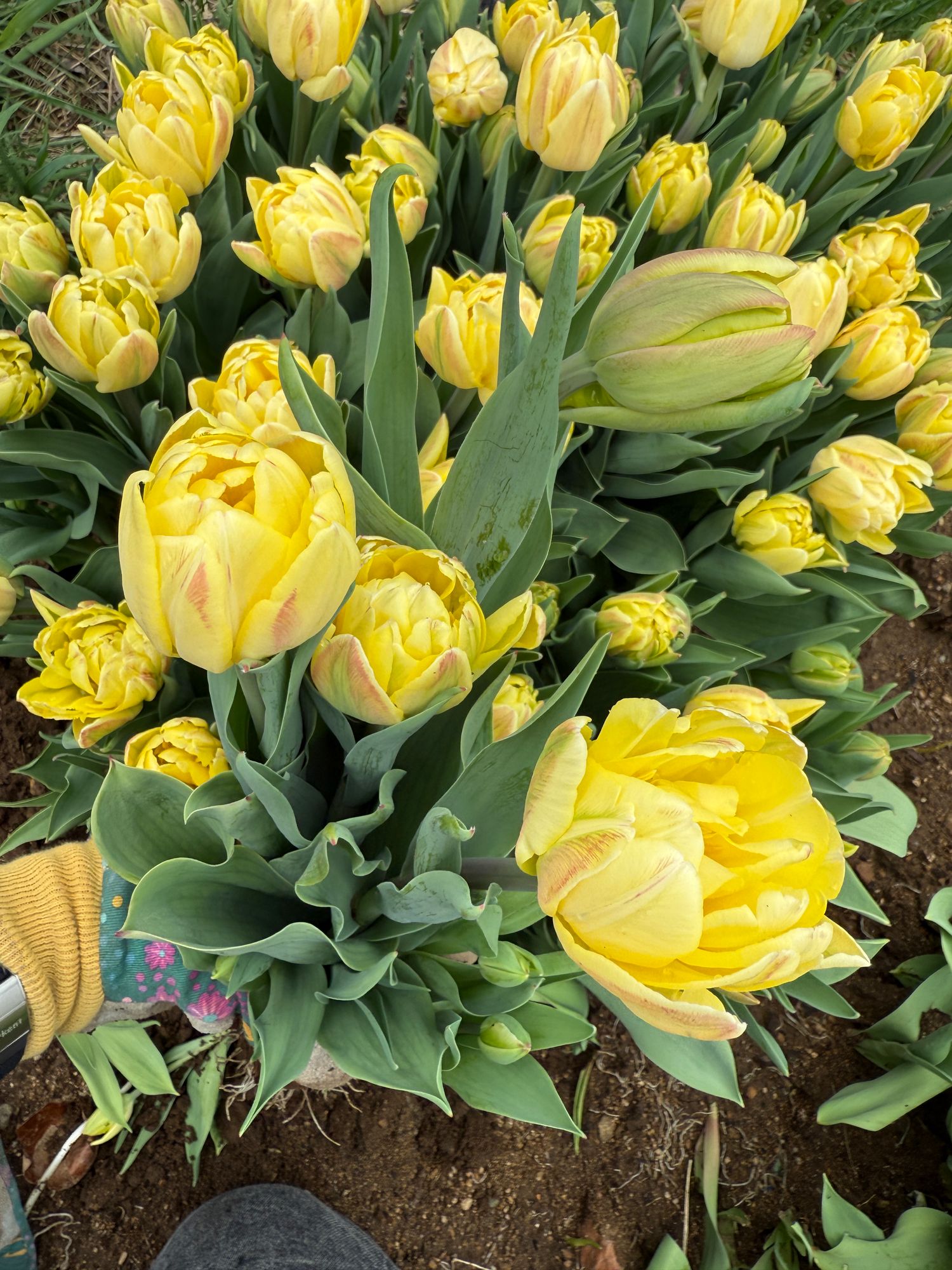 TULIPA Foxy Foxtrot