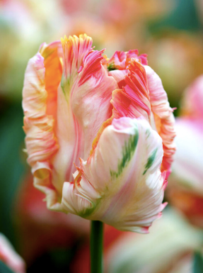 TULIPA Apricot Parrot
