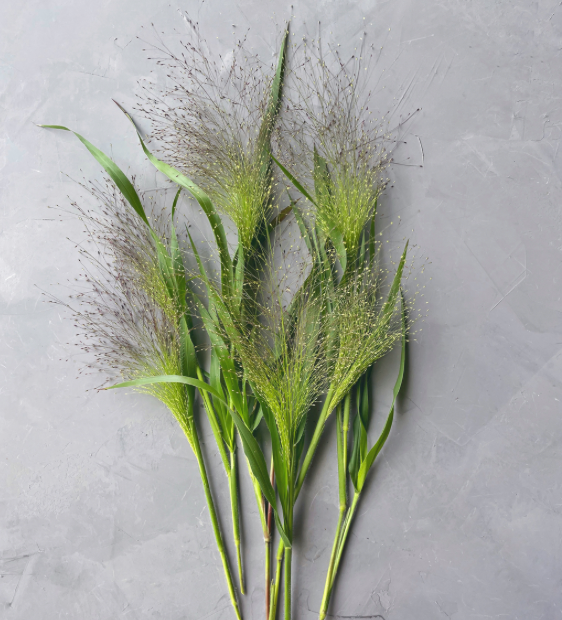 PANICUM elegans
