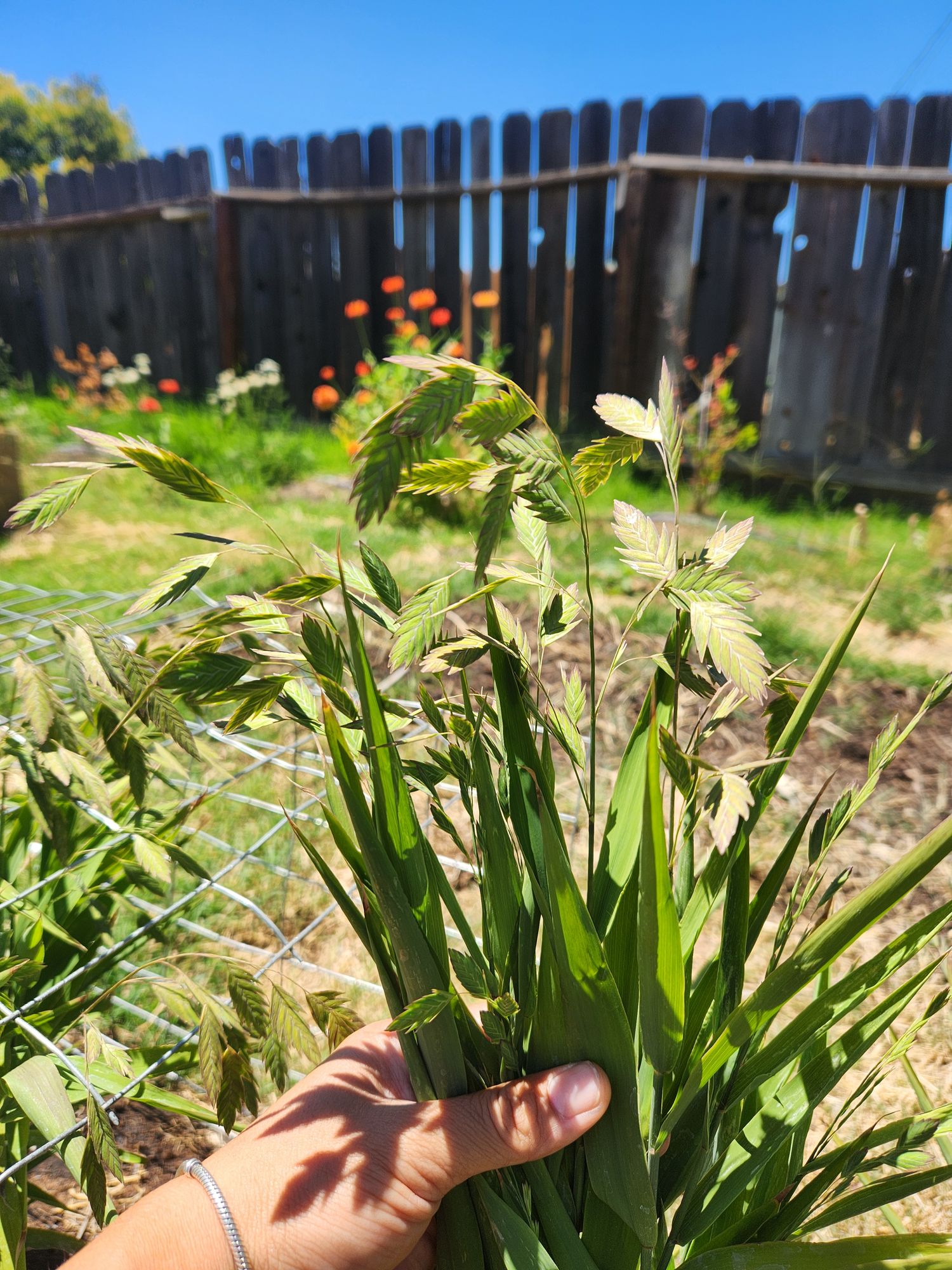CHASMANTHIUM latifolium