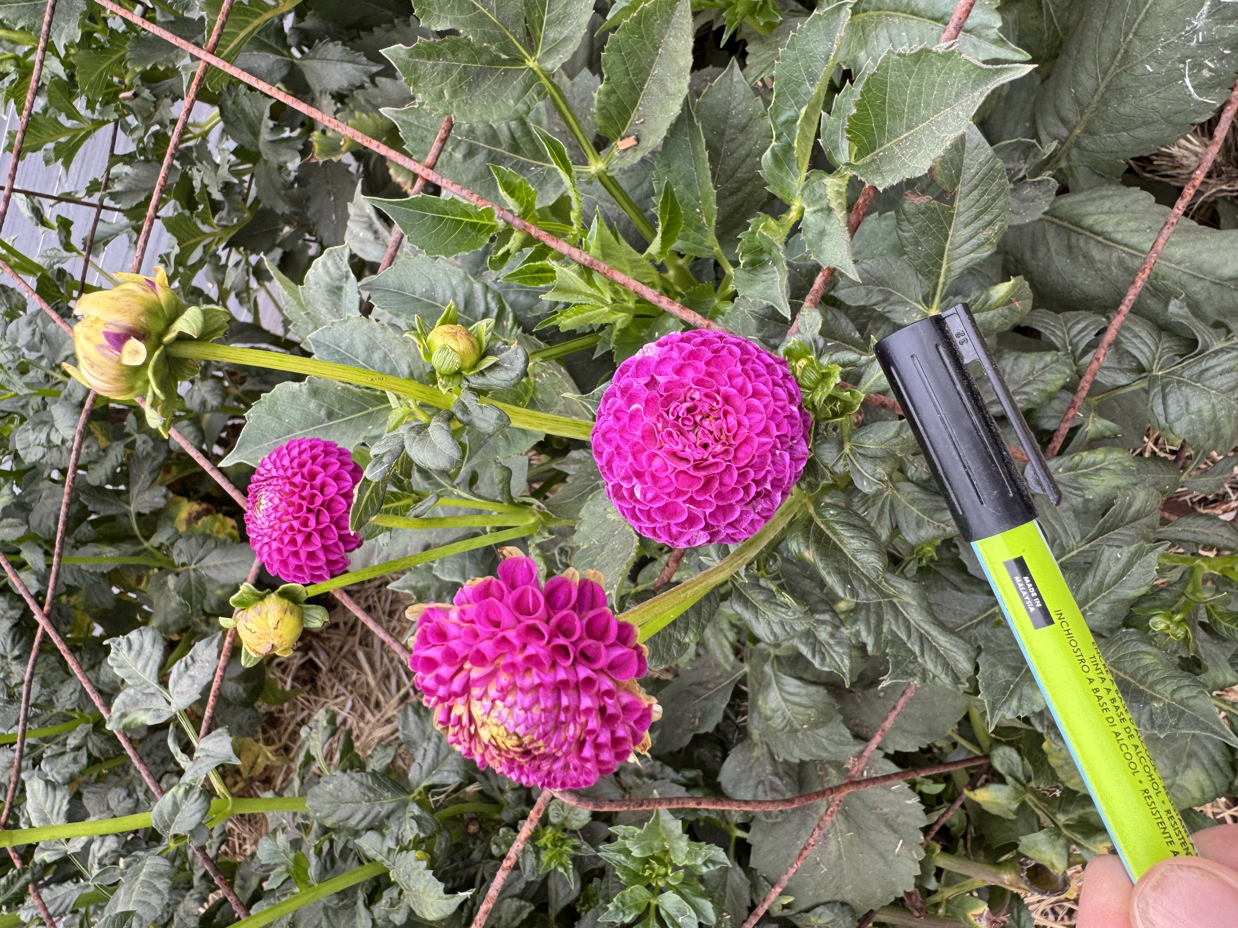 DAHLIA Dot Com