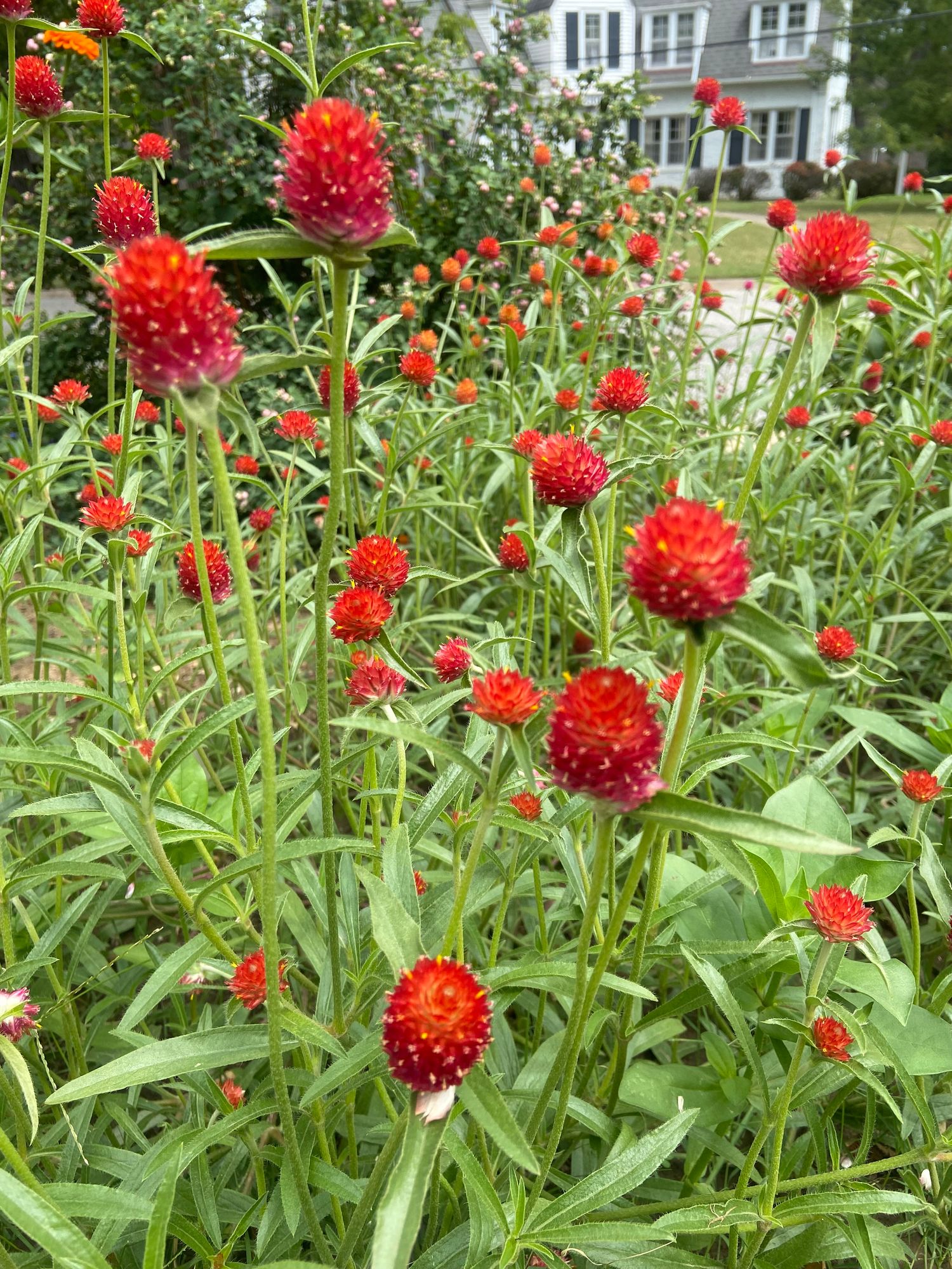 GOMPHRENA haageana Strawberry Fields