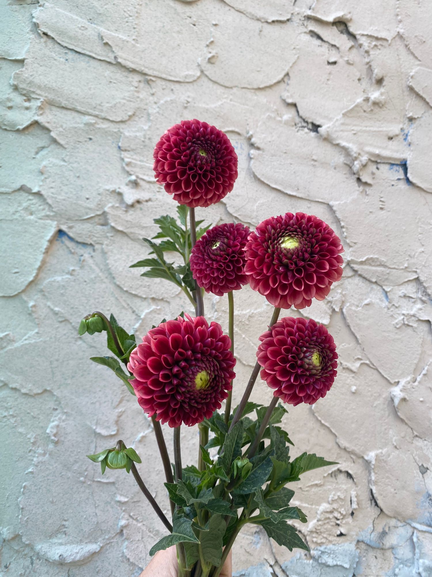 DAHLIA Ball