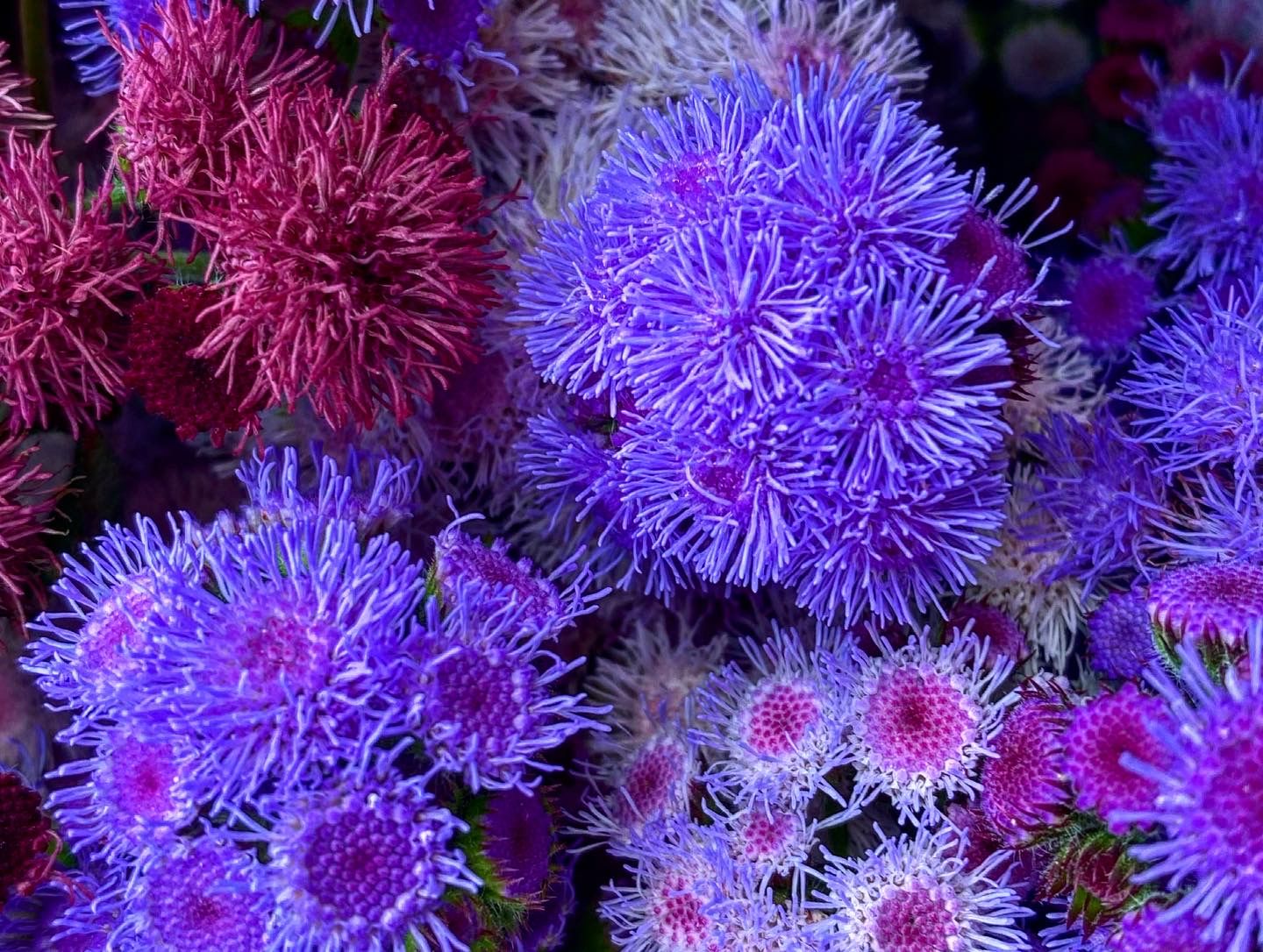 AGERATUM houstonianum Timeless Mix
