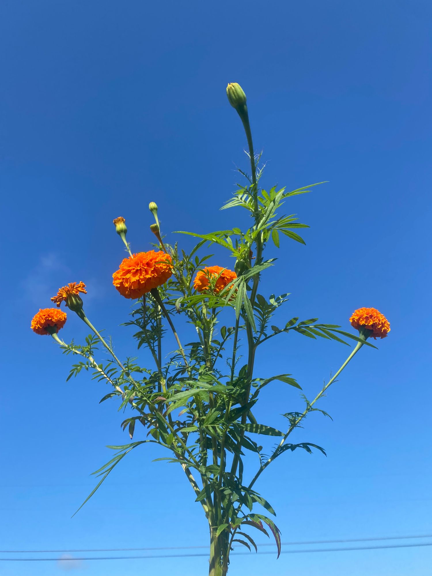 TAGETES erecta