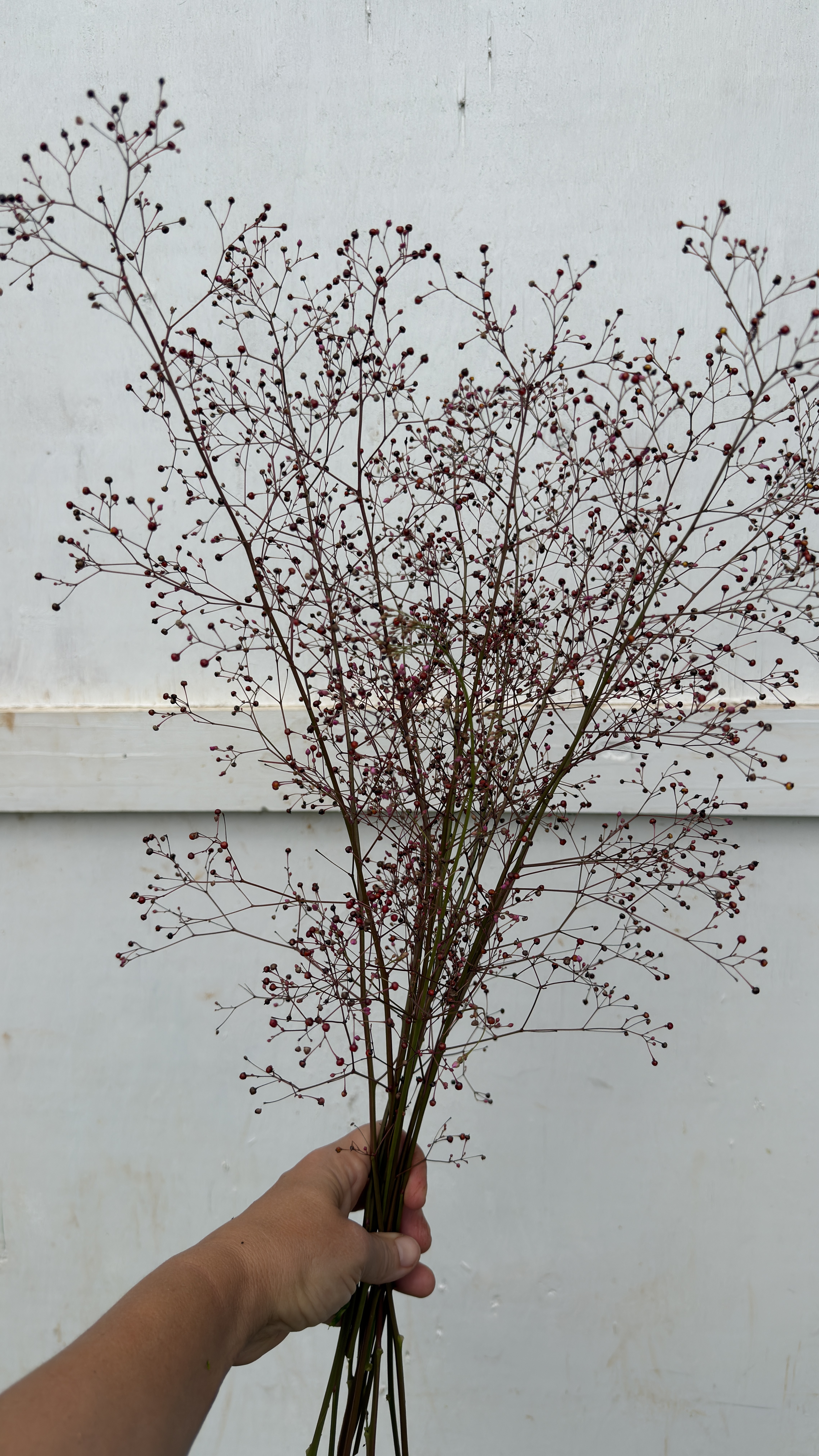 TALINUM paniculatum