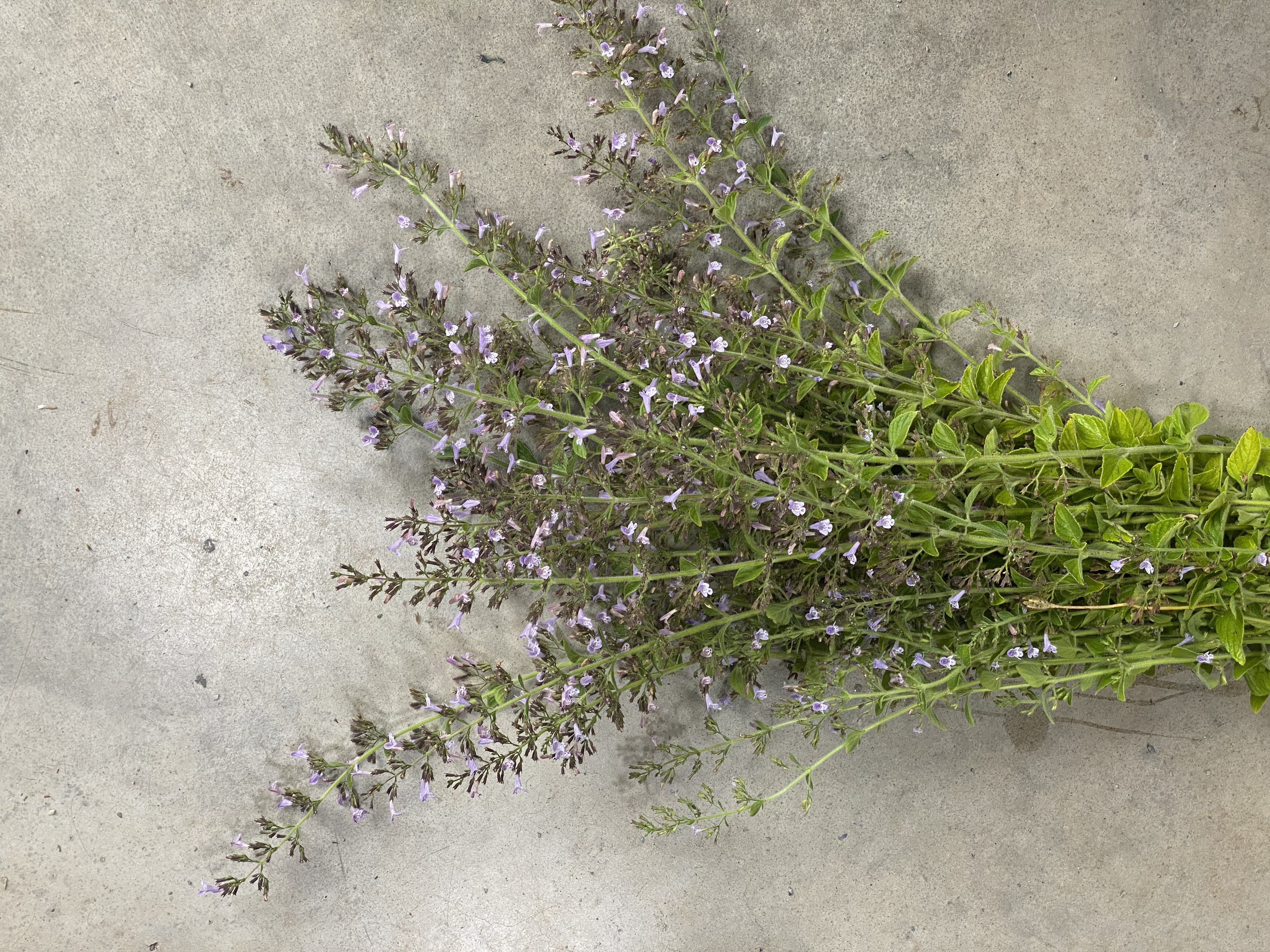 CALAMINTHA nepeta