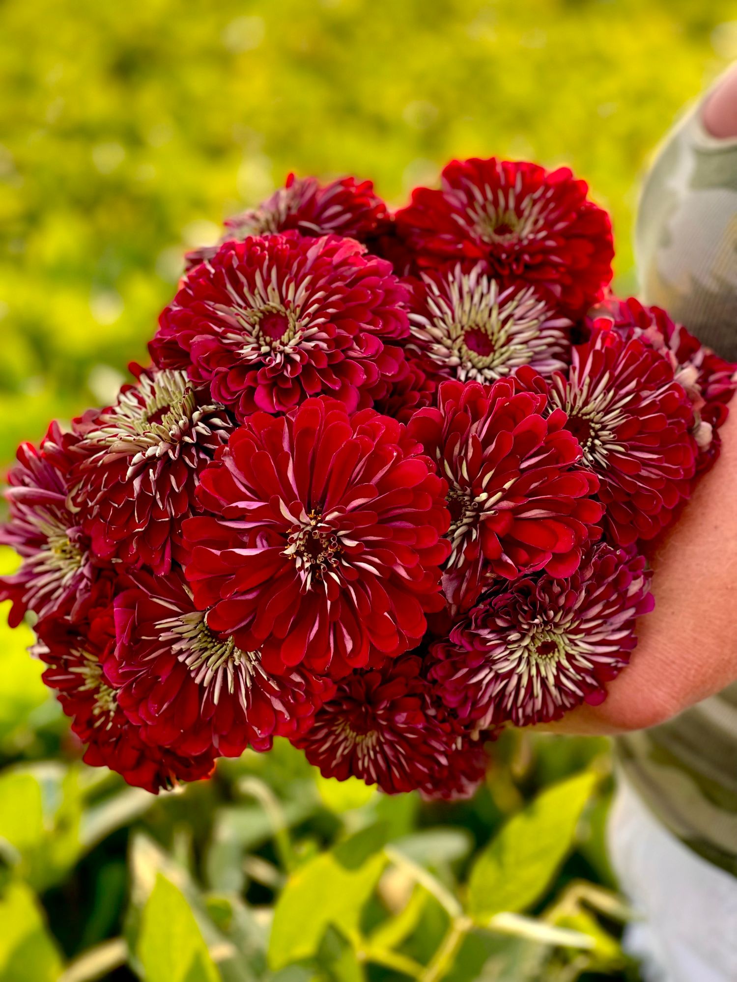 ZINNIA elegans Benarys Giant
