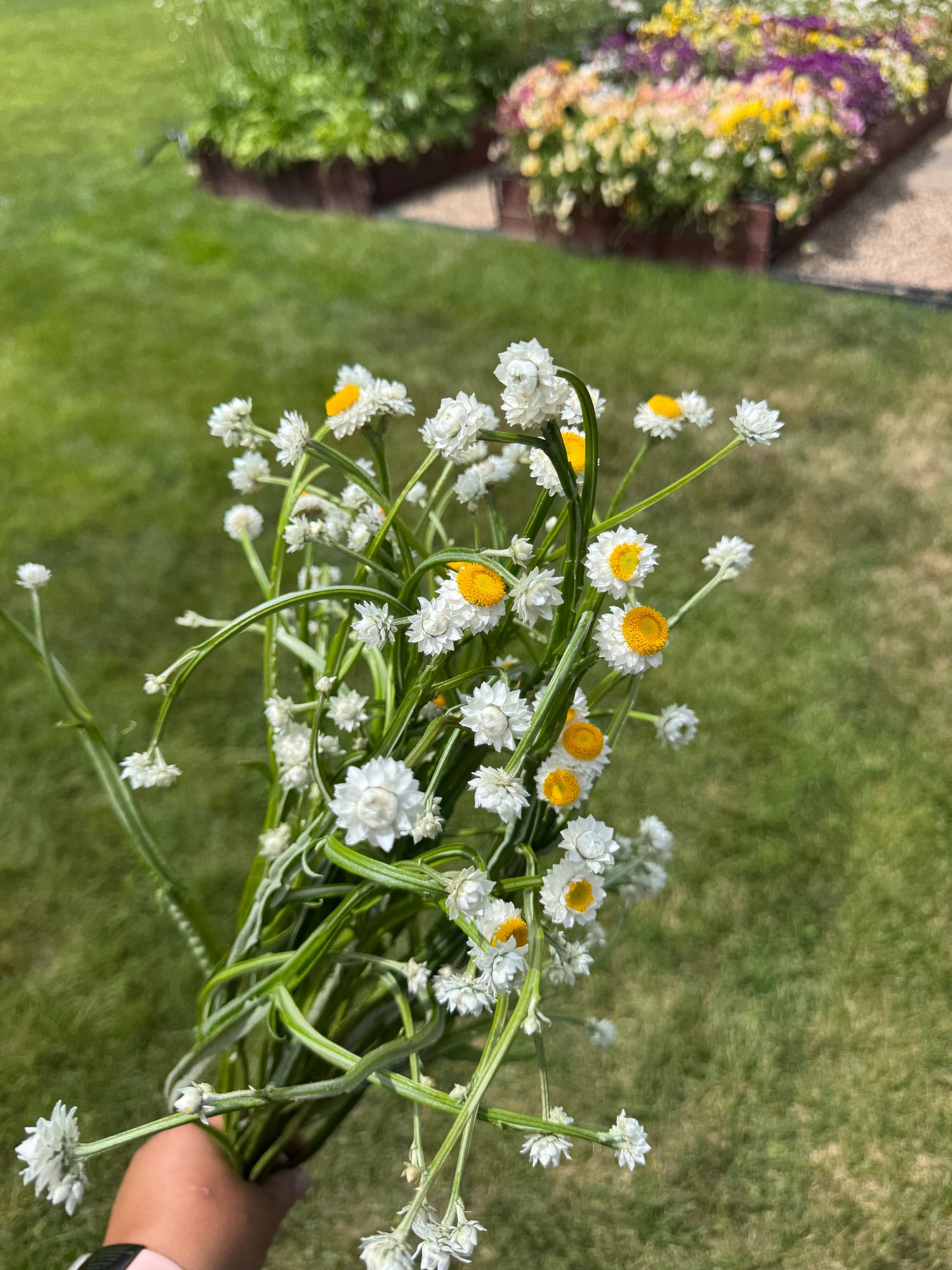 AMMOBIUM alatum