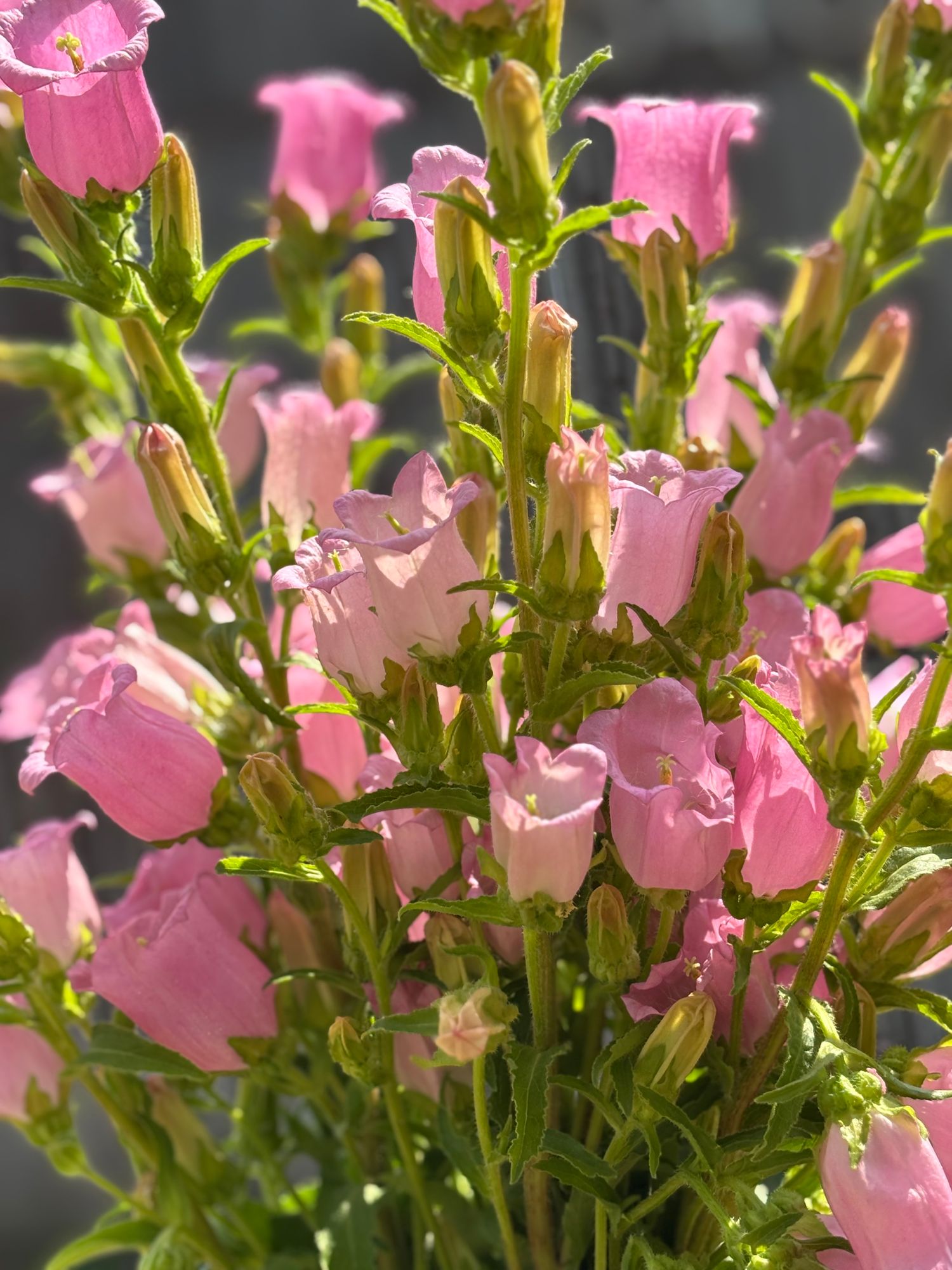 CAMPANULA medium Champion II Pink