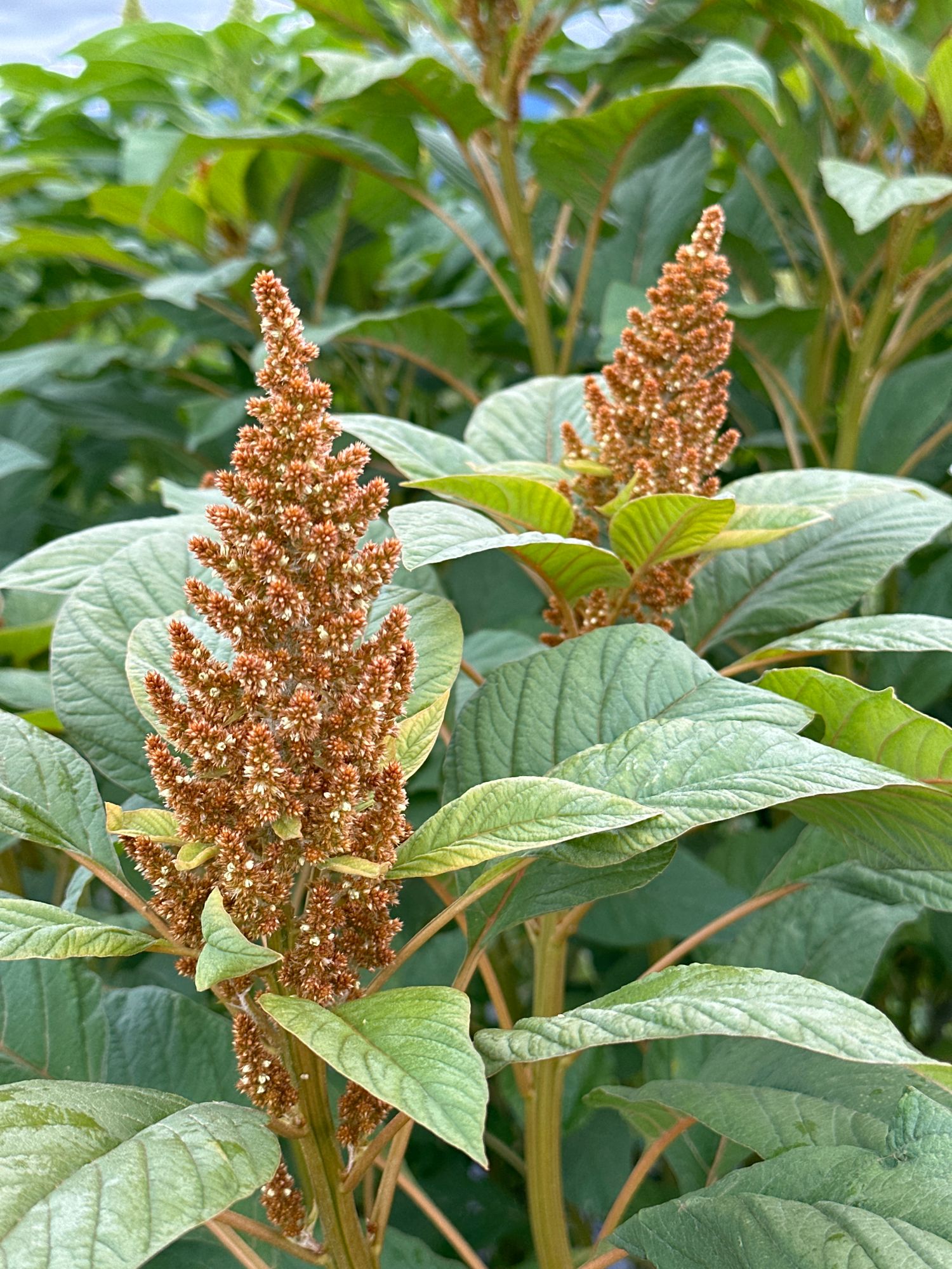 AMARANTHUS cruentus Hot Biscuits
