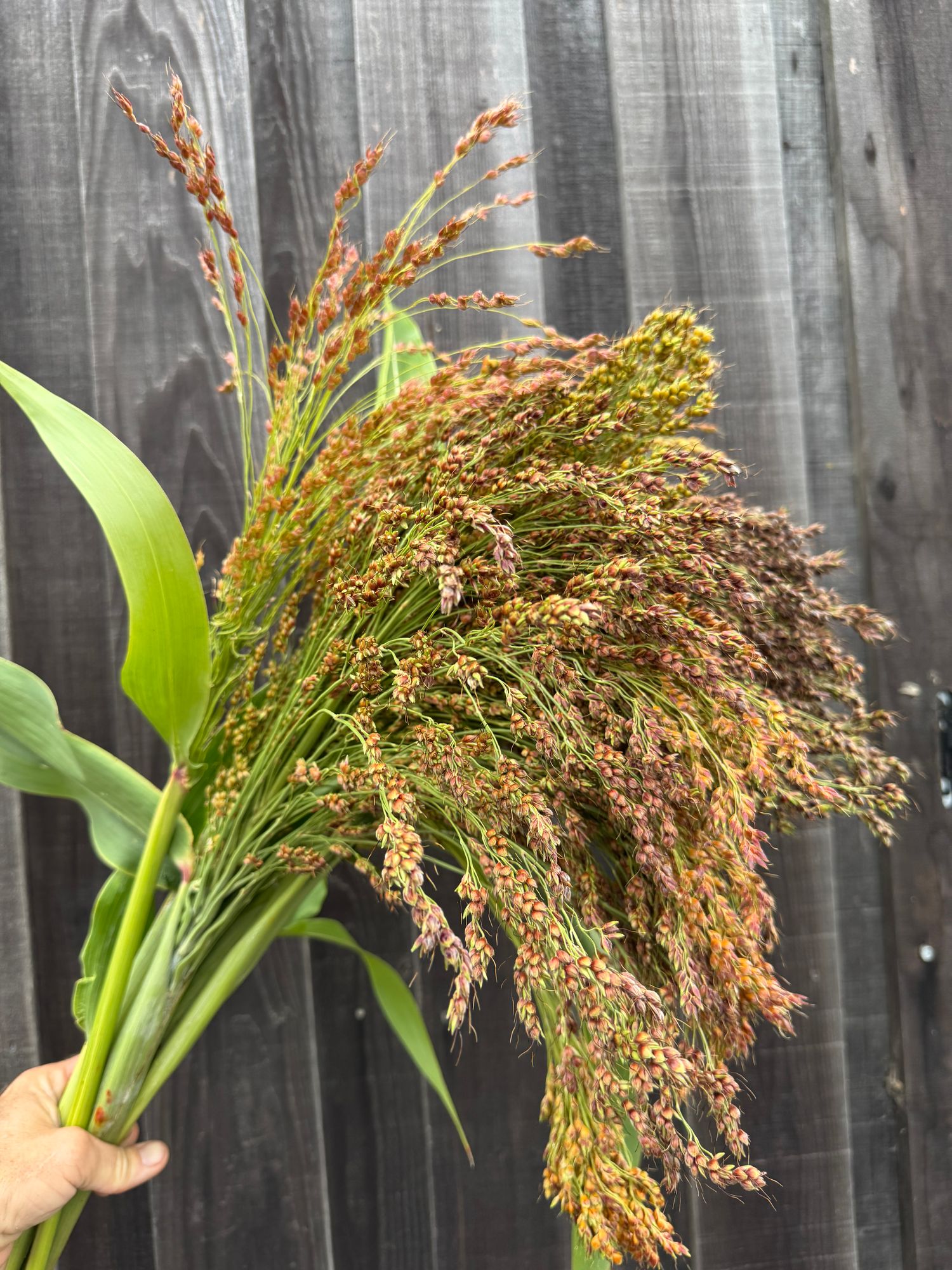 SORGHUM vulgare