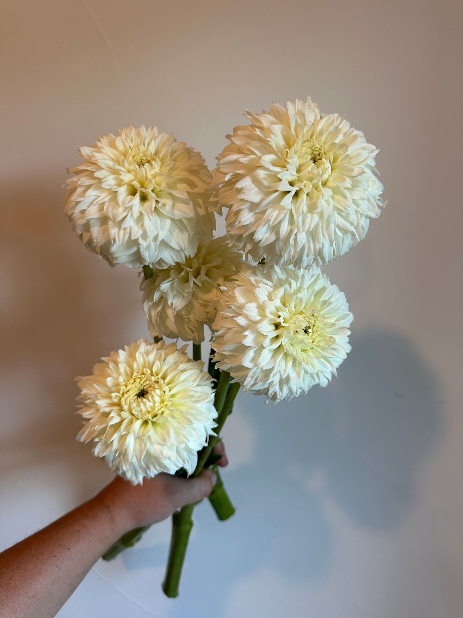 DAHLIA Blizzard