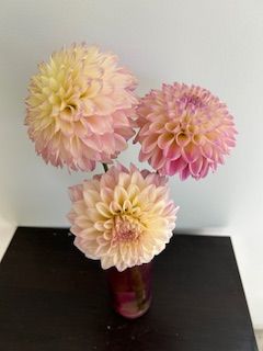 DAHLIA