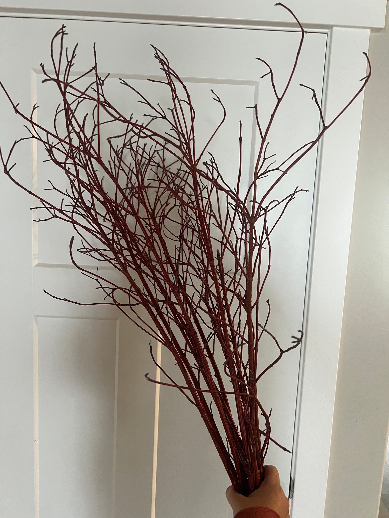 CORNUS