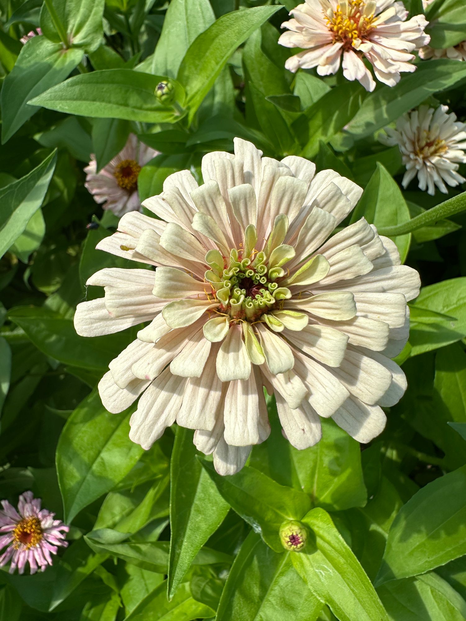 ZINNIA elegans Dawn Creek Honey