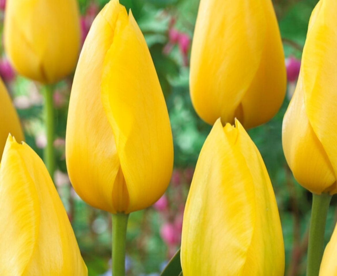 TULIPA