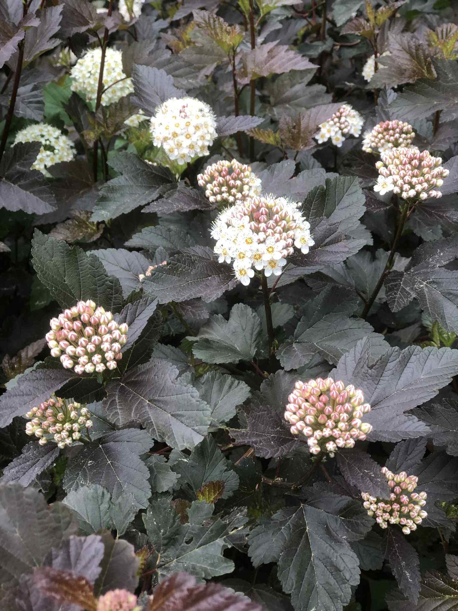 PHYSOCARPUS opulifolius Diabolo