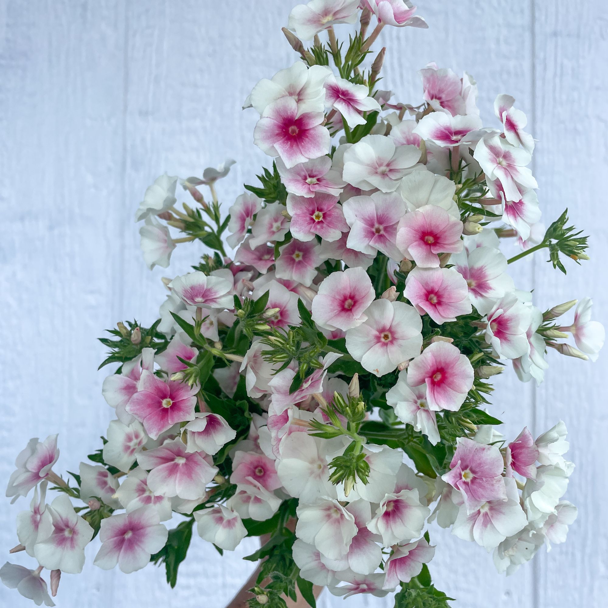 PHLOX drummondii Blushing Bride