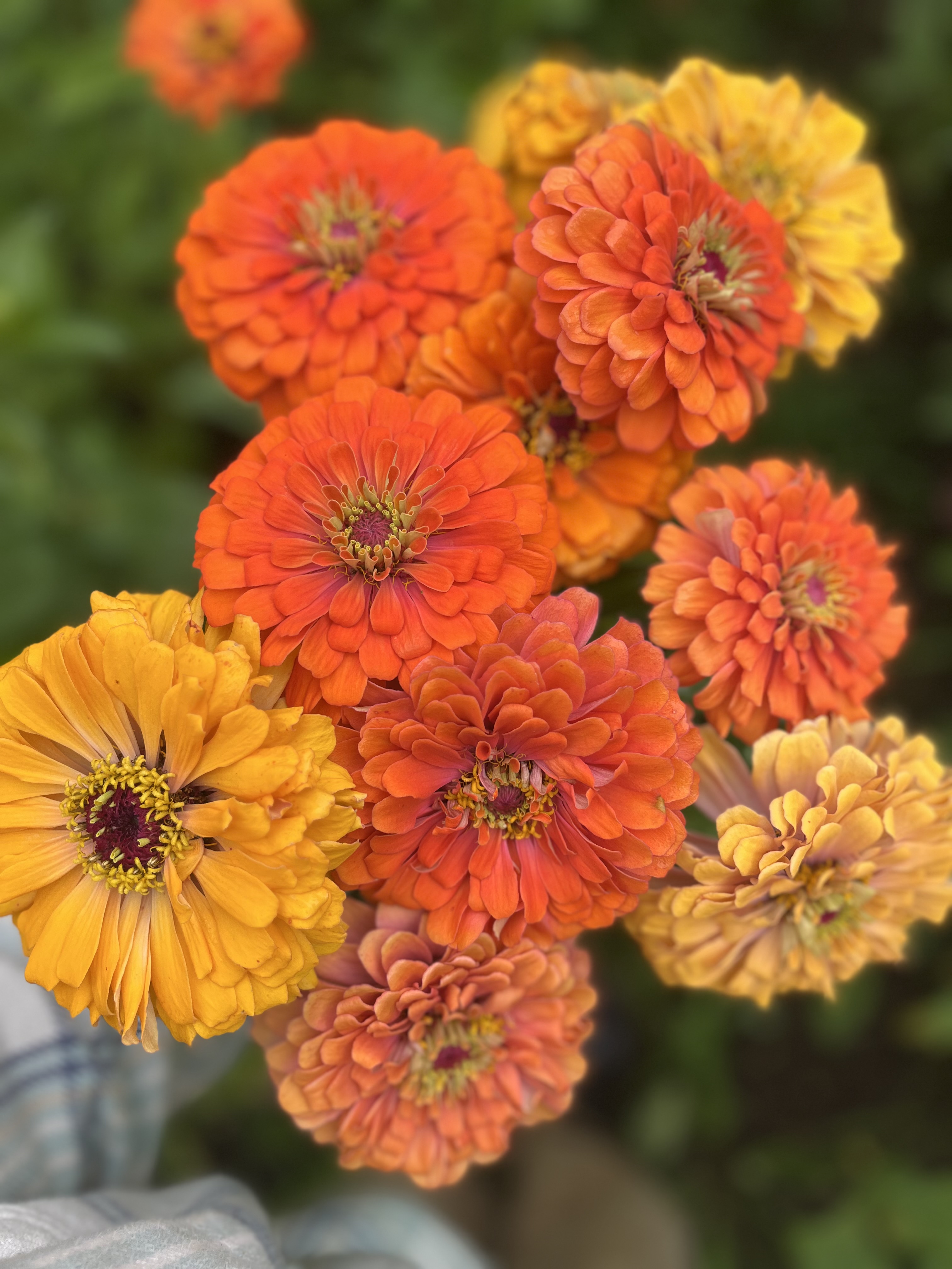ZINNIA