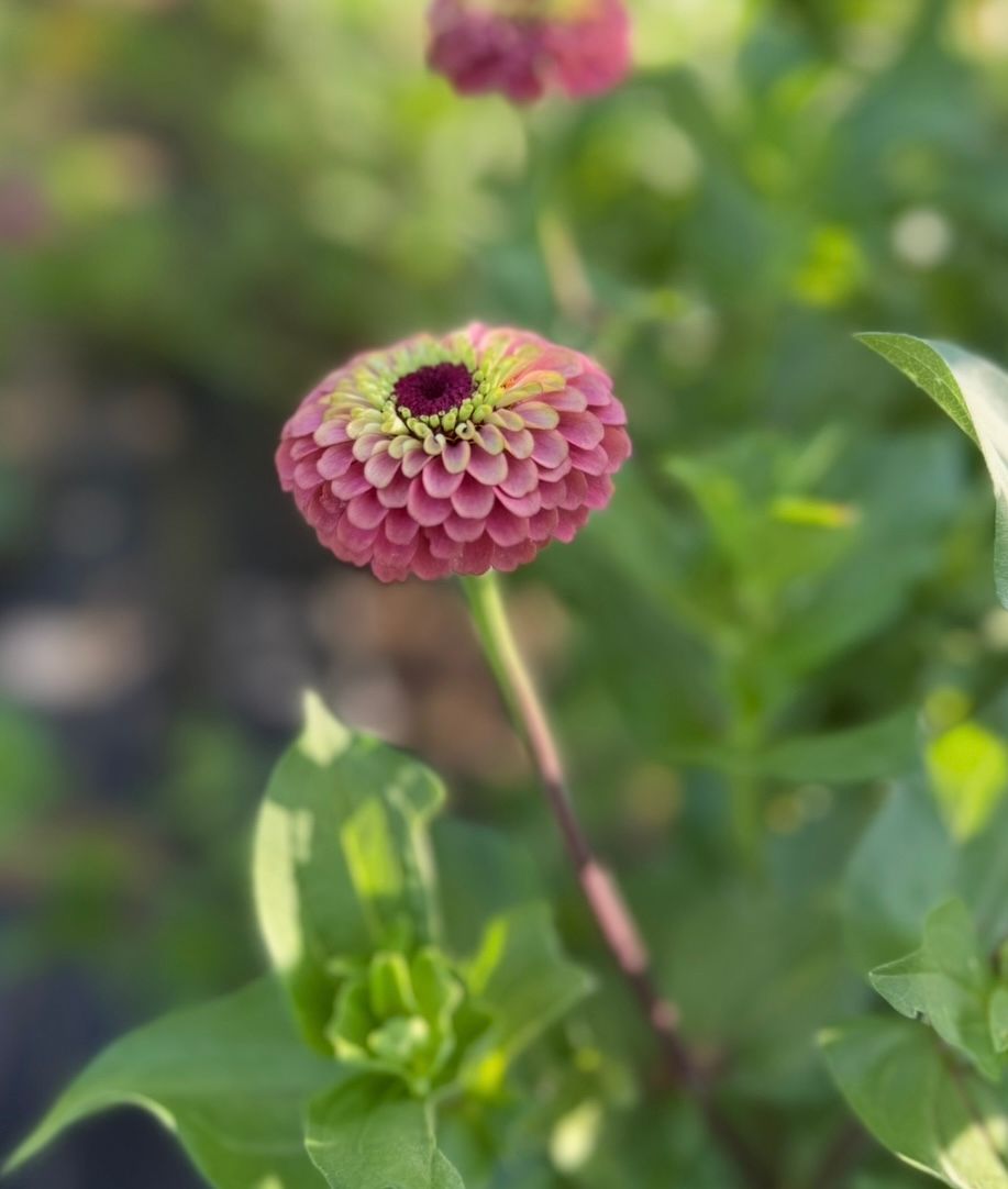 ZINNIA elegans Queeny Series