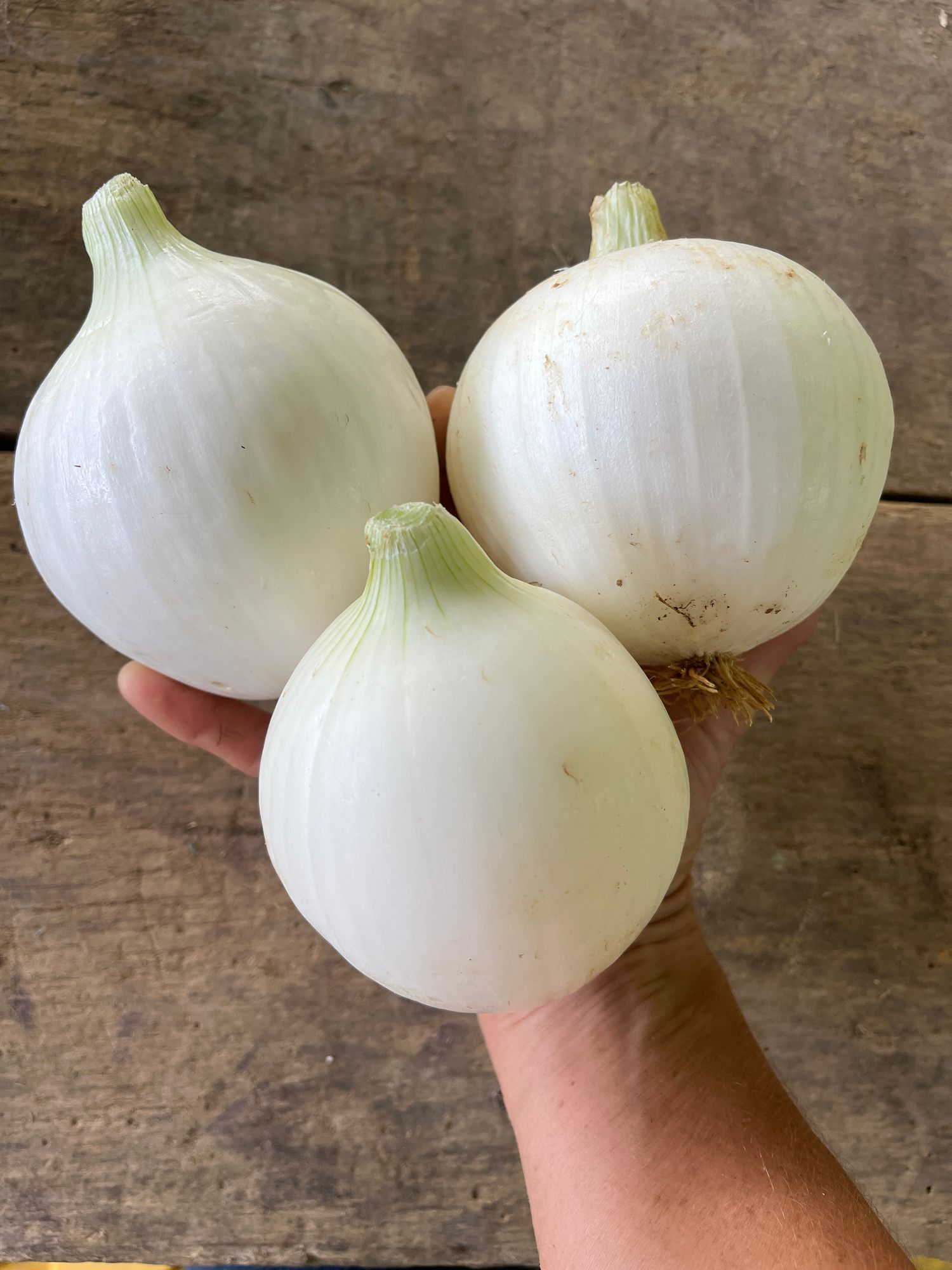 White Onion, cold stored