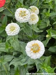 ZINNIA elegans Oklahoma White