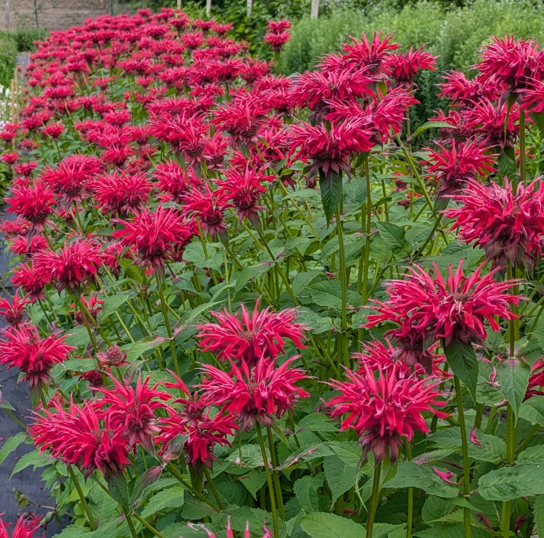 MONARDA didyma Jacob Cline