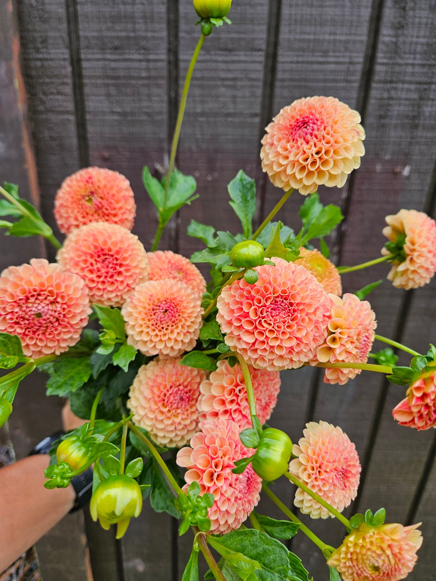 DAHLIA Amber Queen