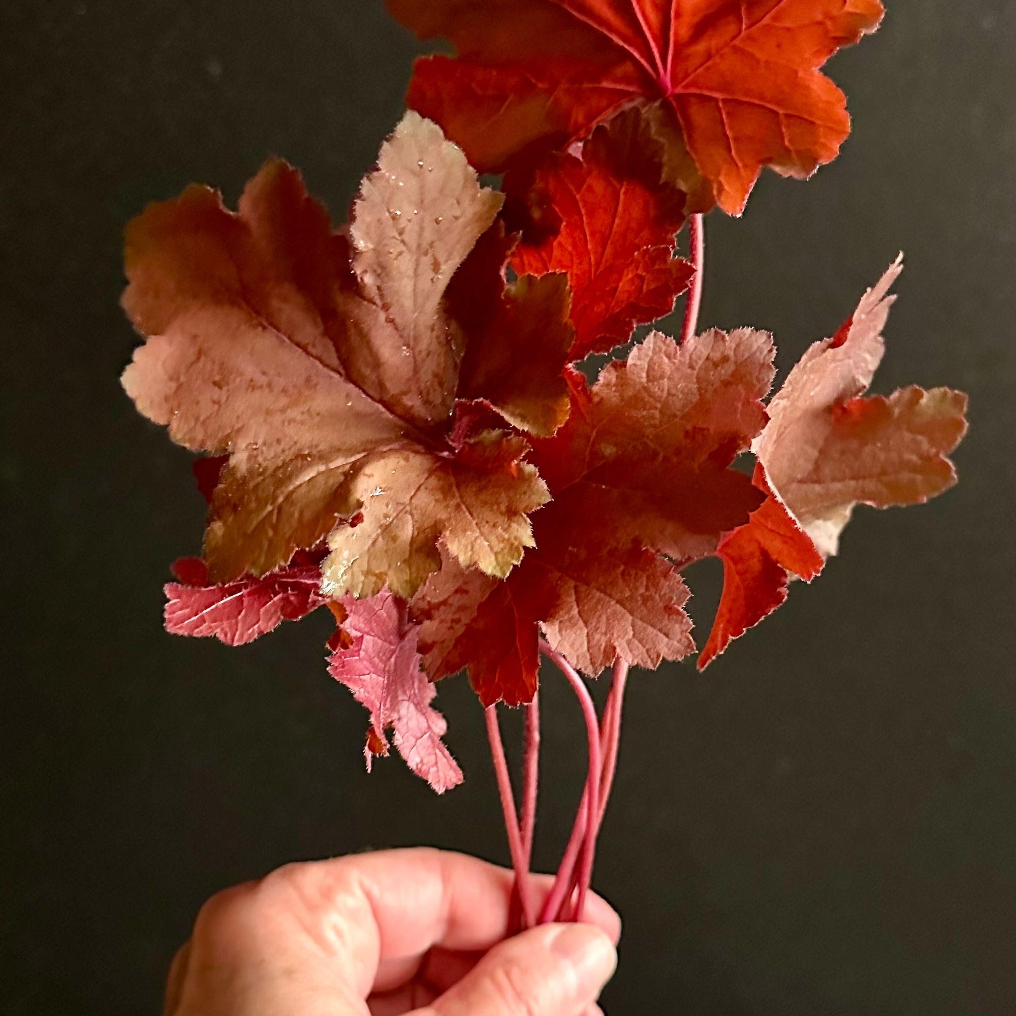 HEUCHERA americana