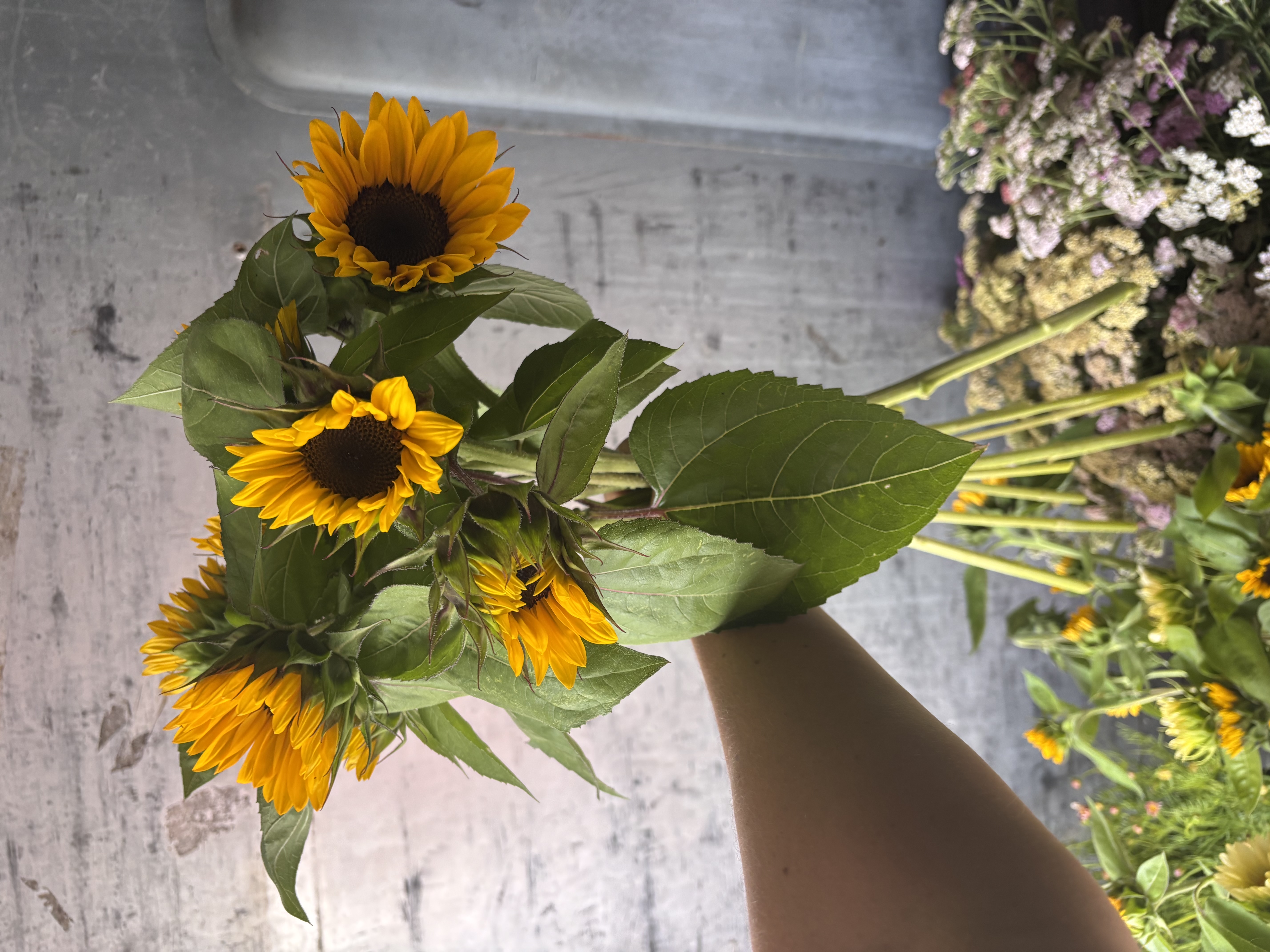 HELIANTHUS annuus ProCut Orange