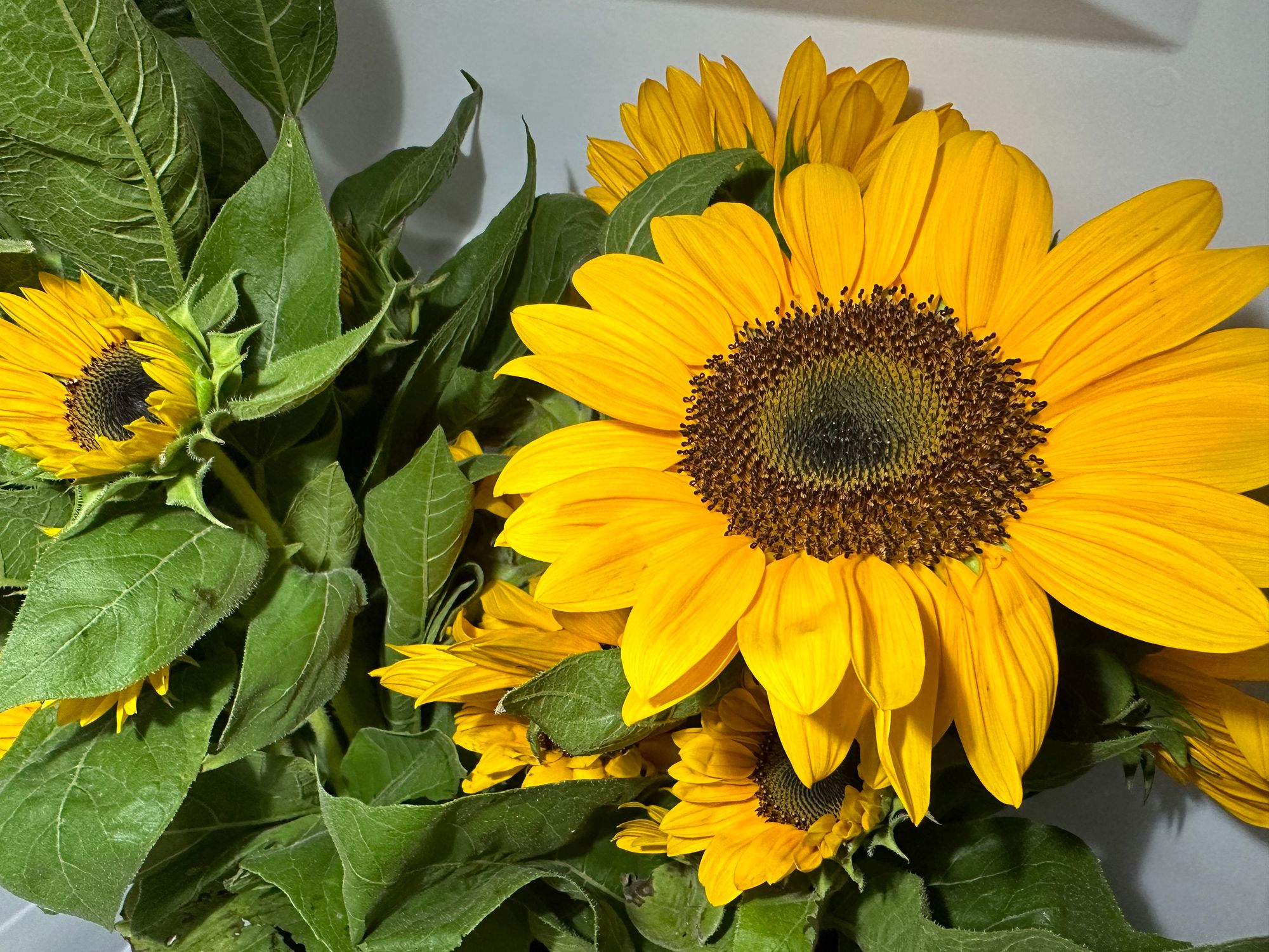 HELIANTHUS