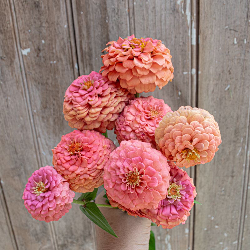 ZINNIA elegans Oklahoma Salmon