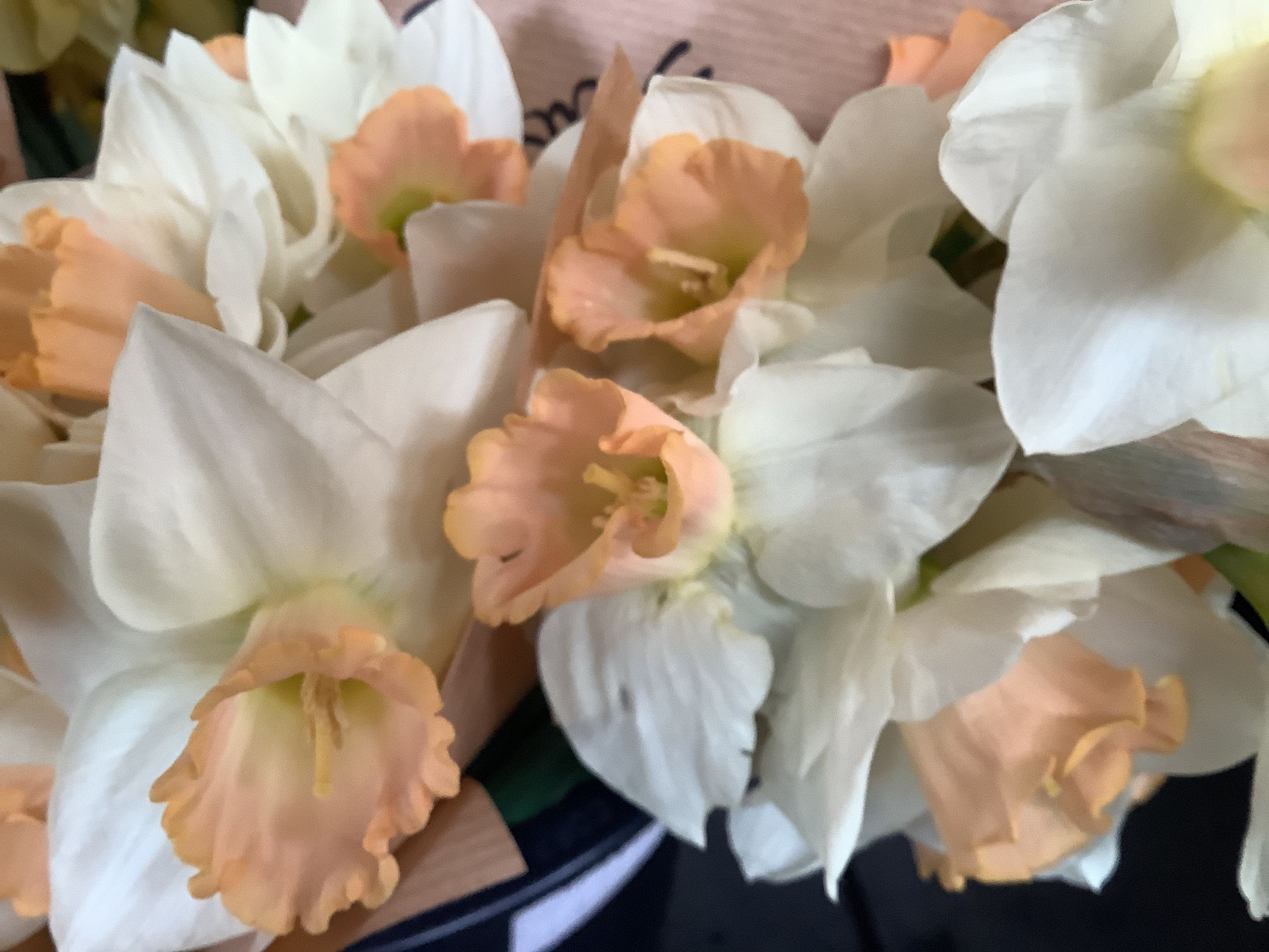 NARCISSUS