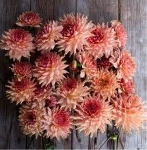 Dahlia, Terra Cotta