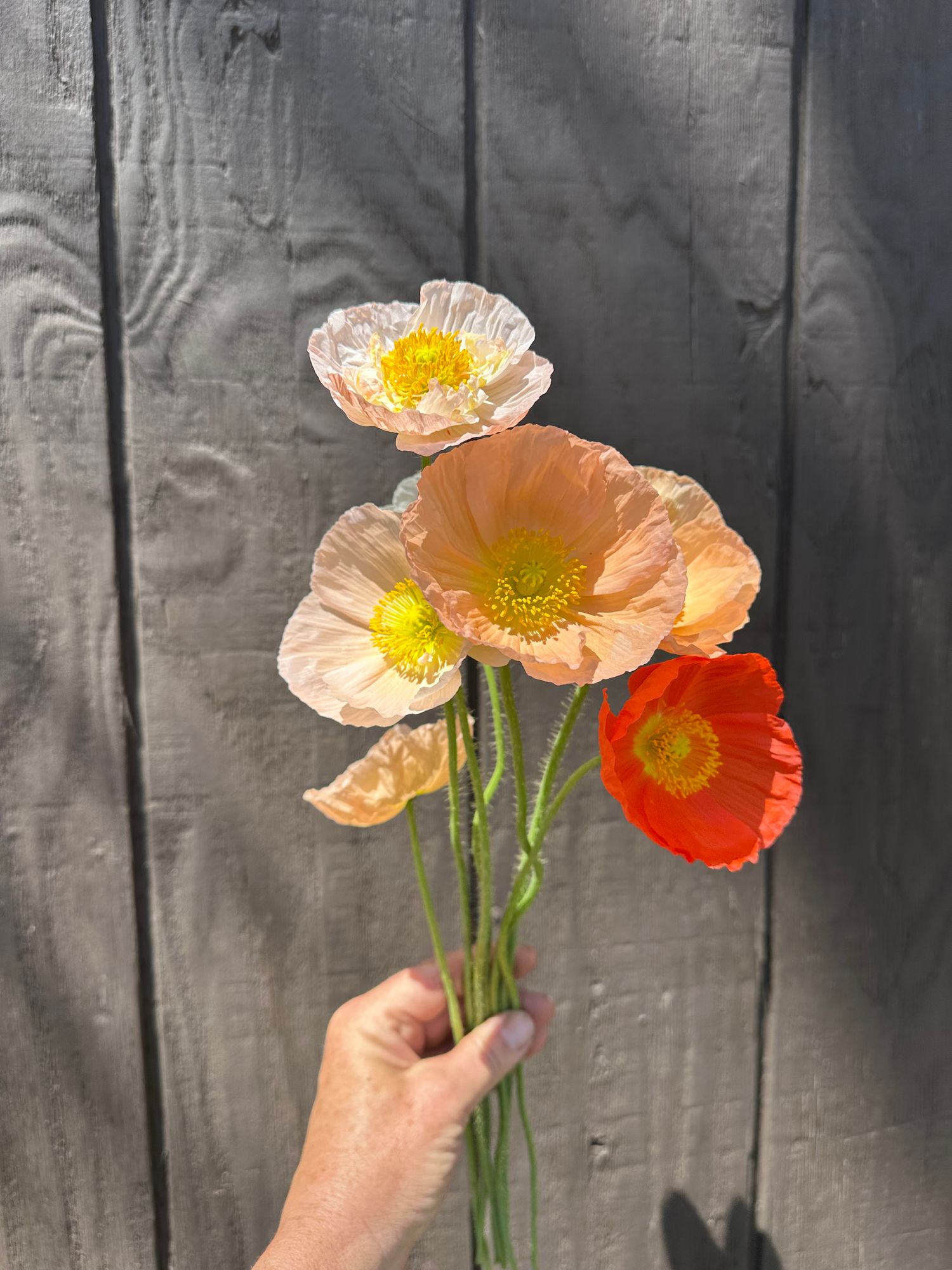 PAPAVER nudicaule Meadow Pastel