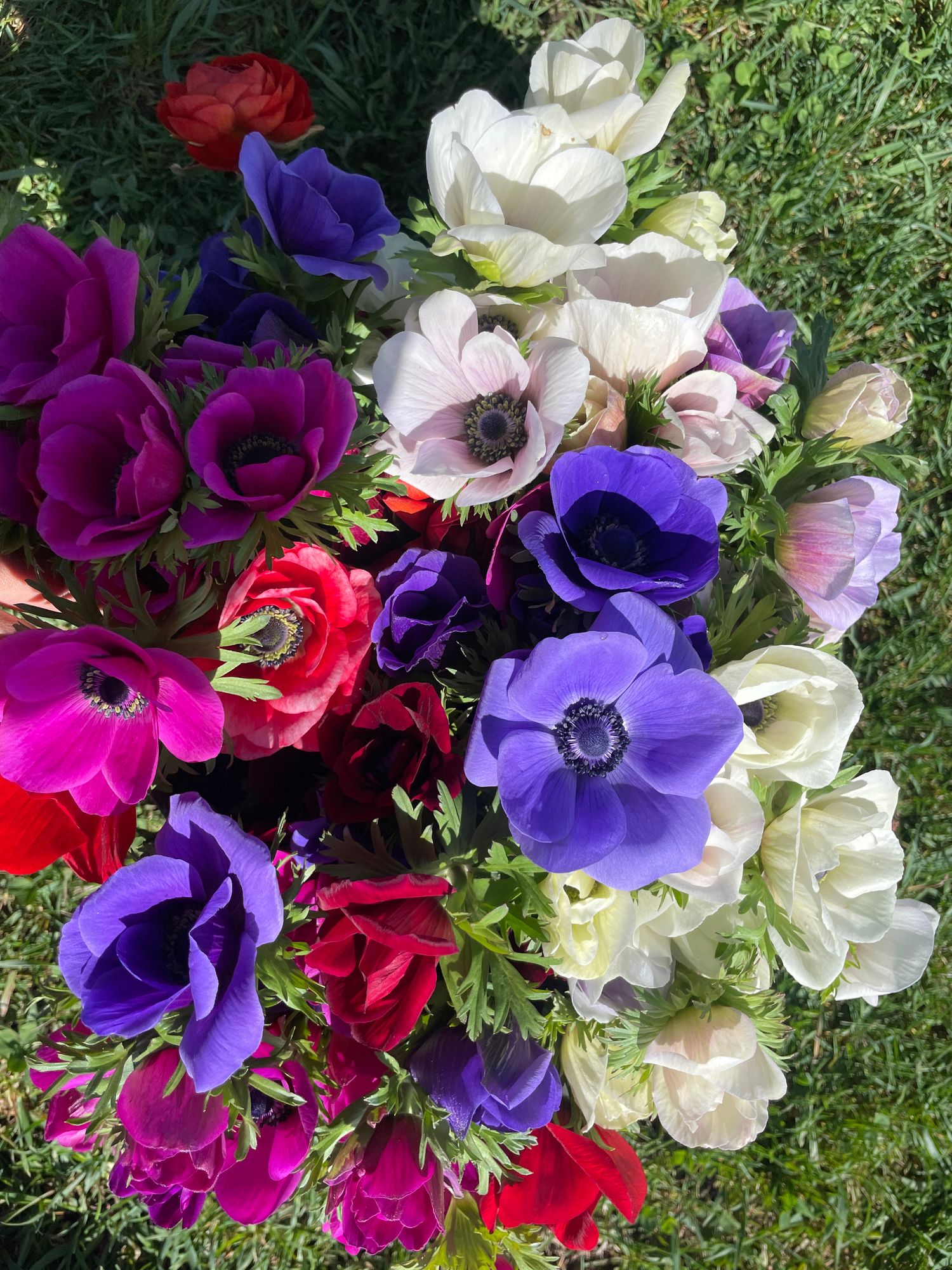 ANEMONE coronaria Galilee