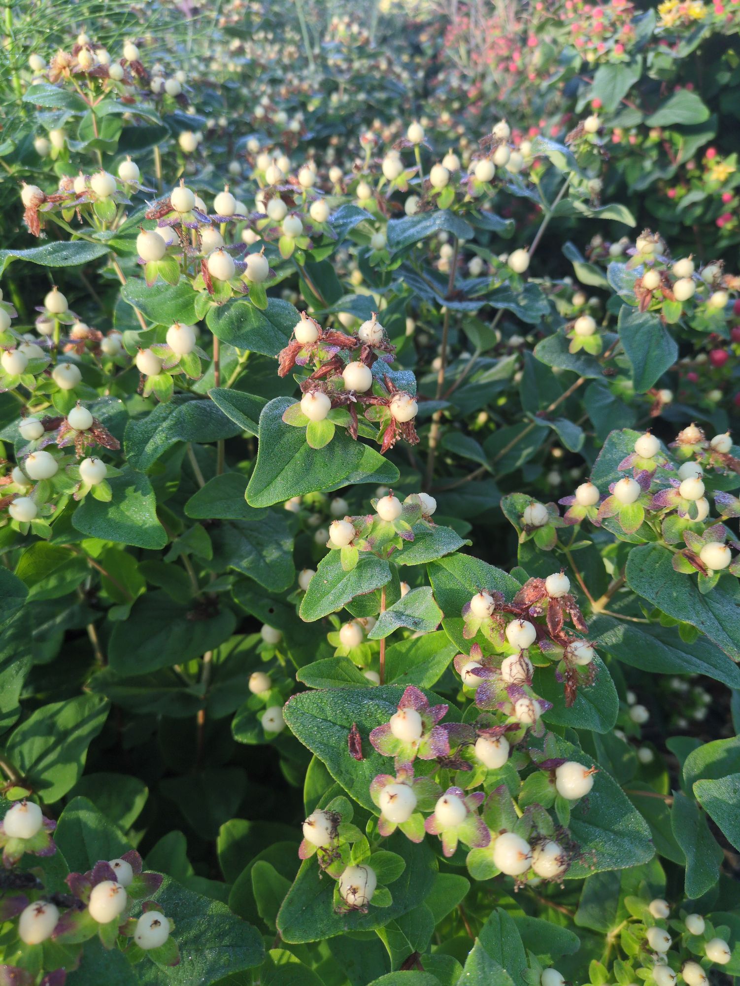 HYPERICUM androsaemum