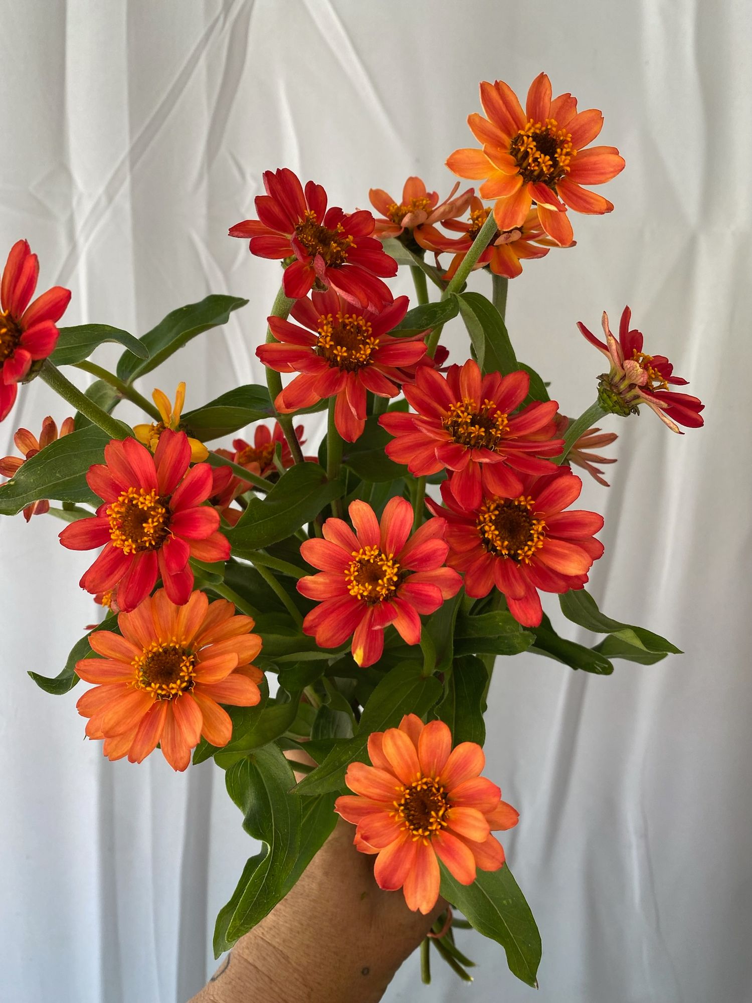 ZINNIA x Profusion Apricot