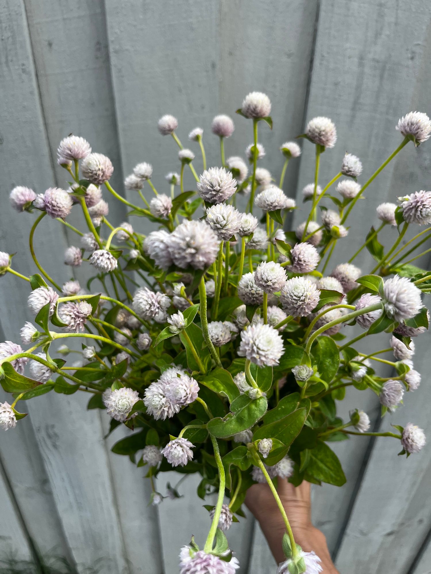 GOMPHRENA globosa