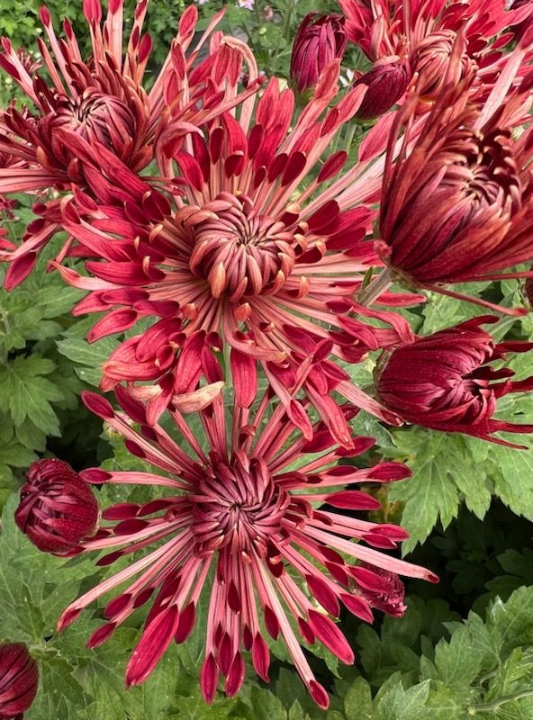 CHRYSANTHEMUM morifolium Carousel Pink
