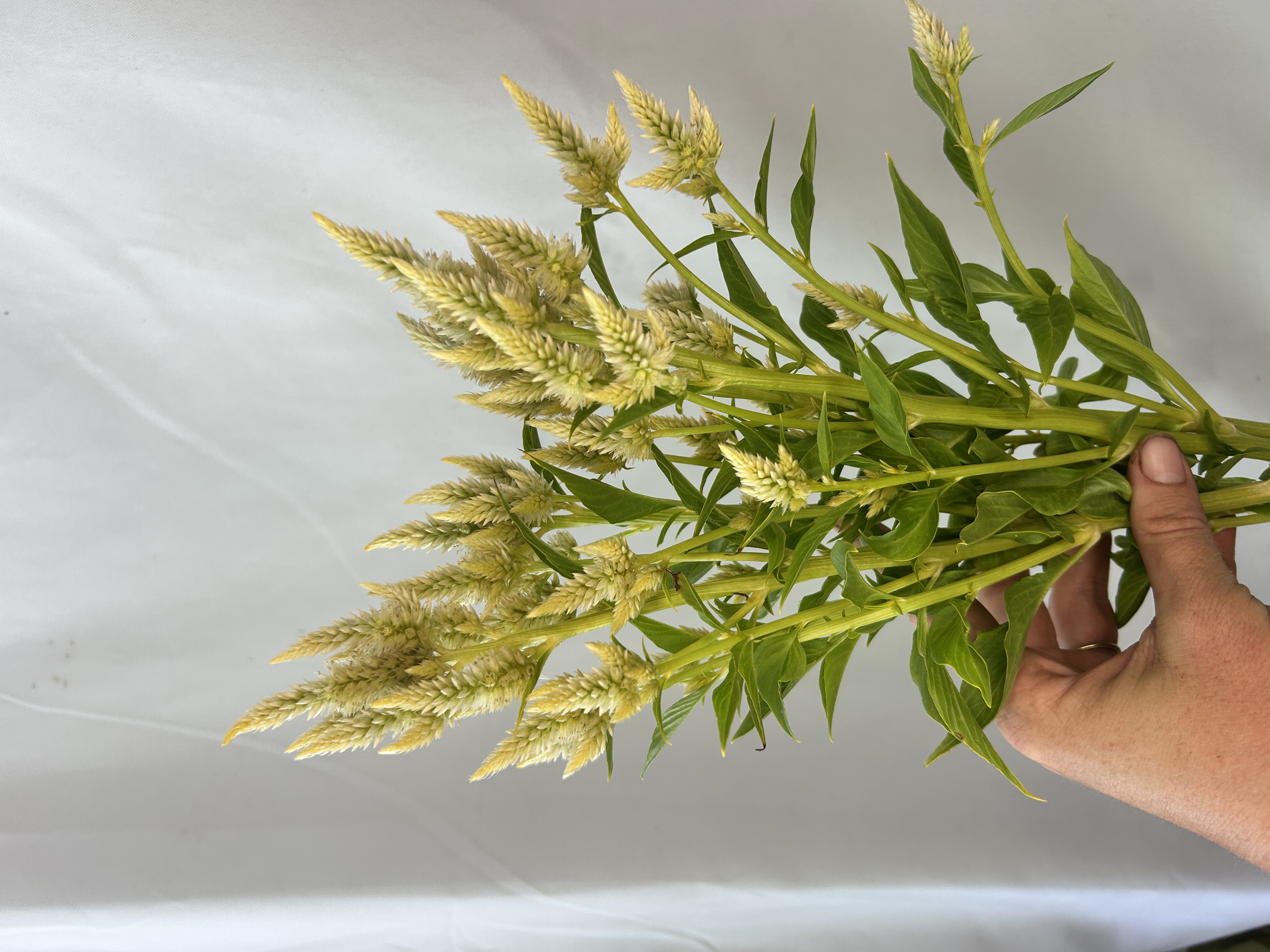CELOSIA argentea spicata Celway White