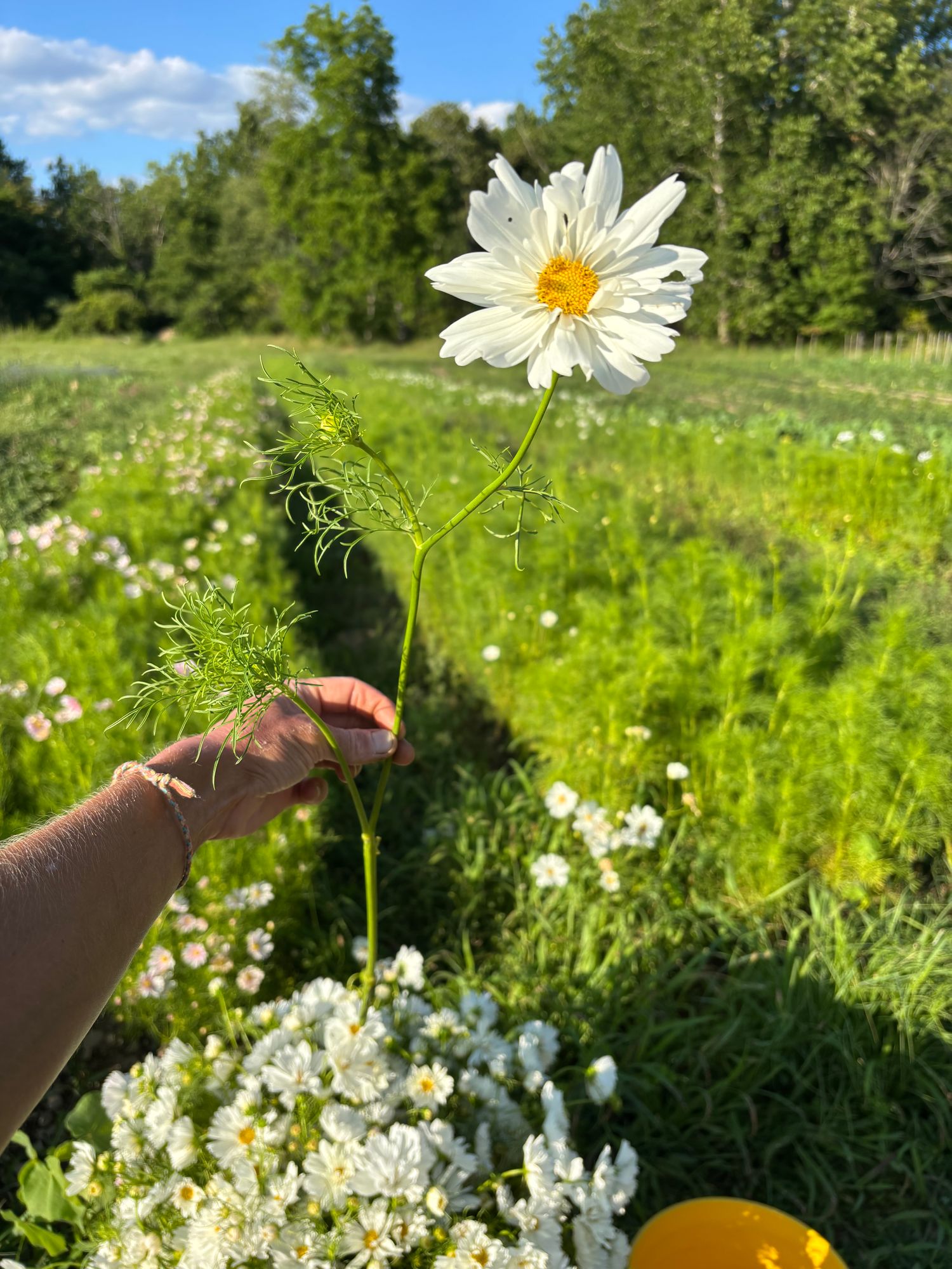 COSMOS bipinnatus Fizzy