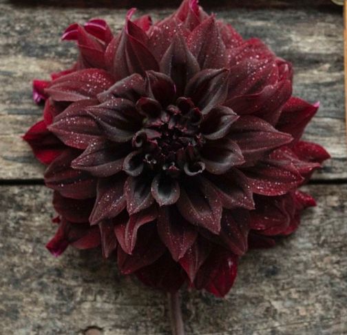 DAHLIA Decorative